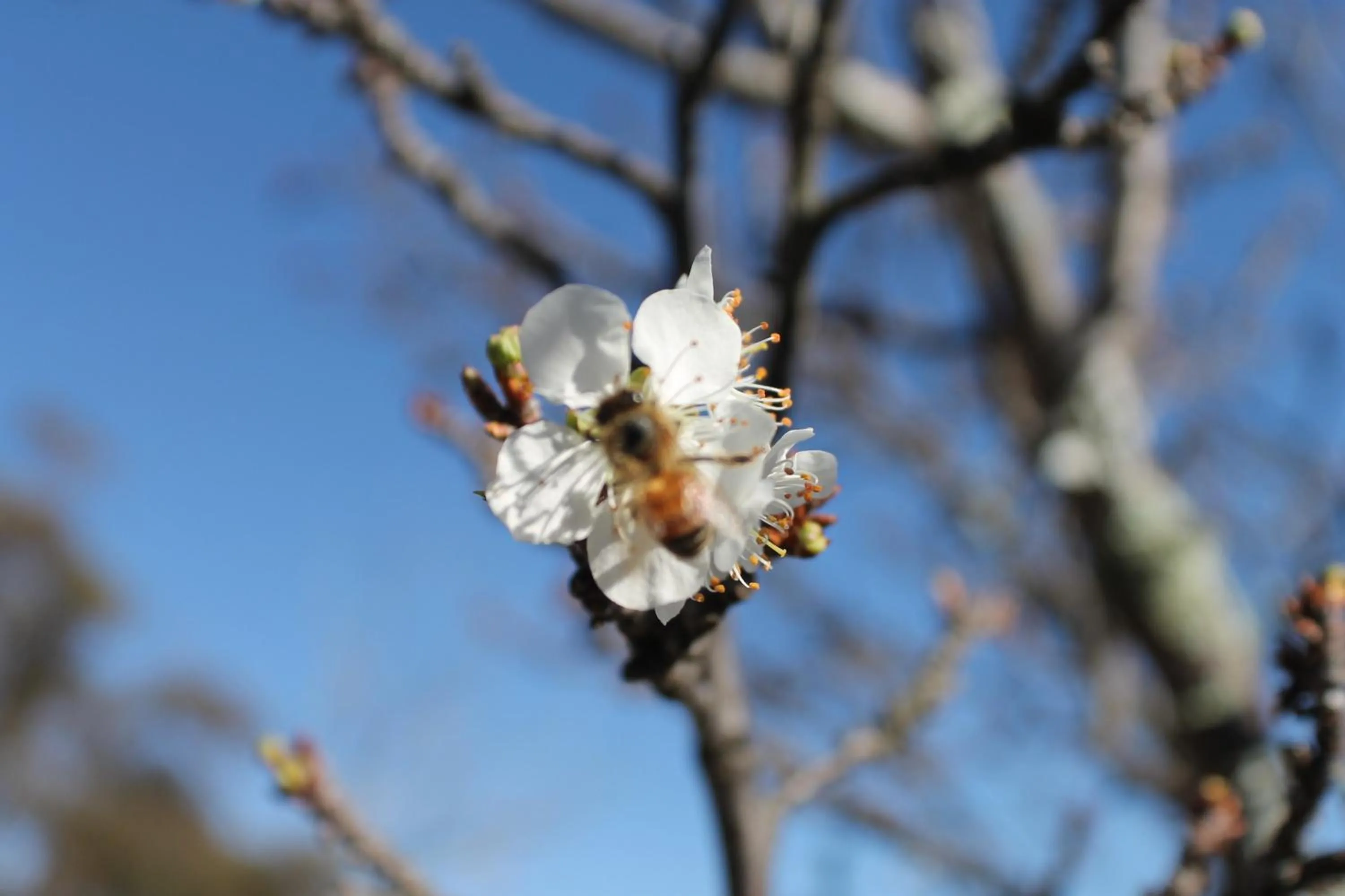 Garden in Girraween Country Inn