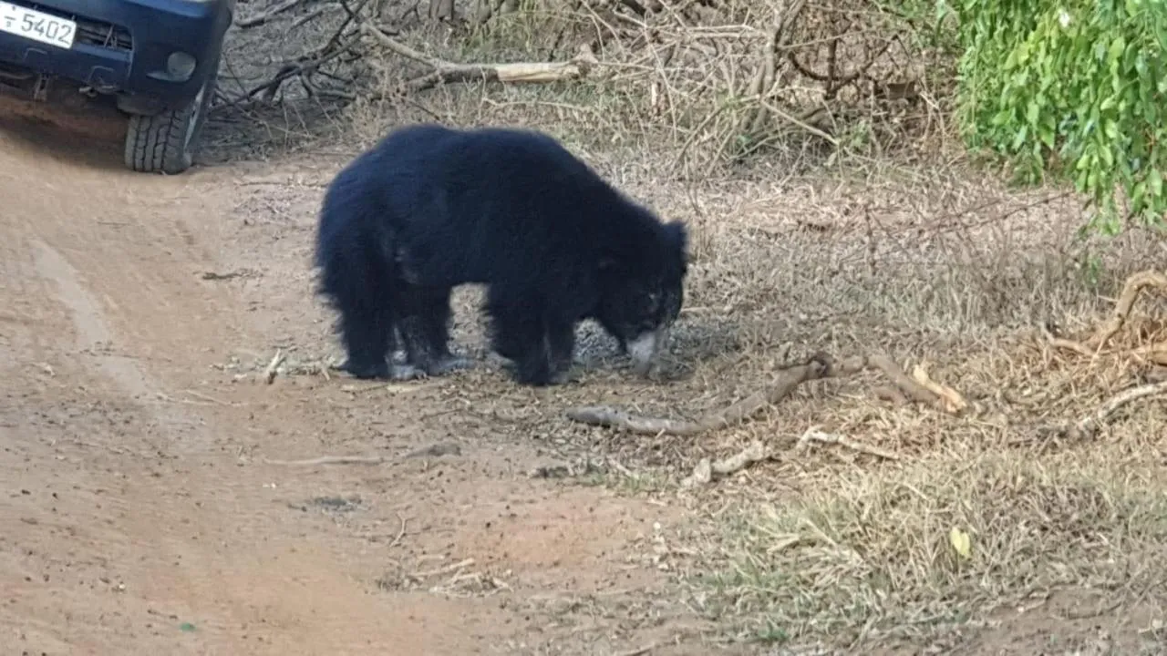 Hotel Nilketha Yala Tissamaharama