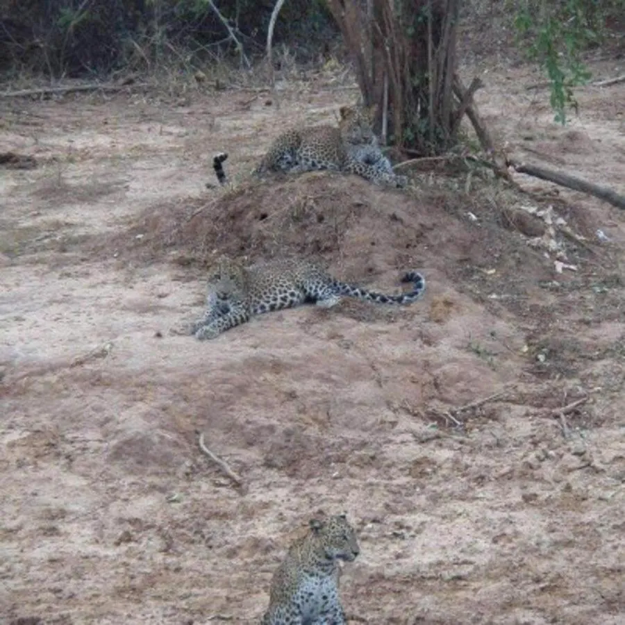 Hotel Nilketha Yala Tissamaharama