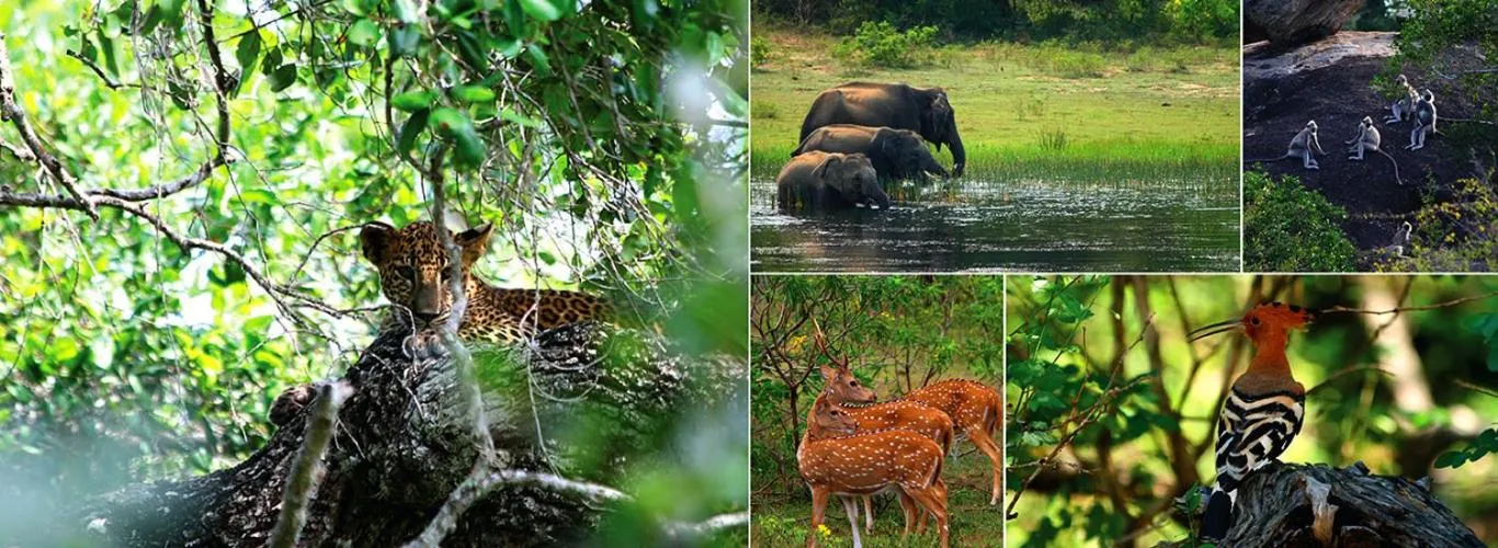 Hotel Nilketha Yala Tissamaharama