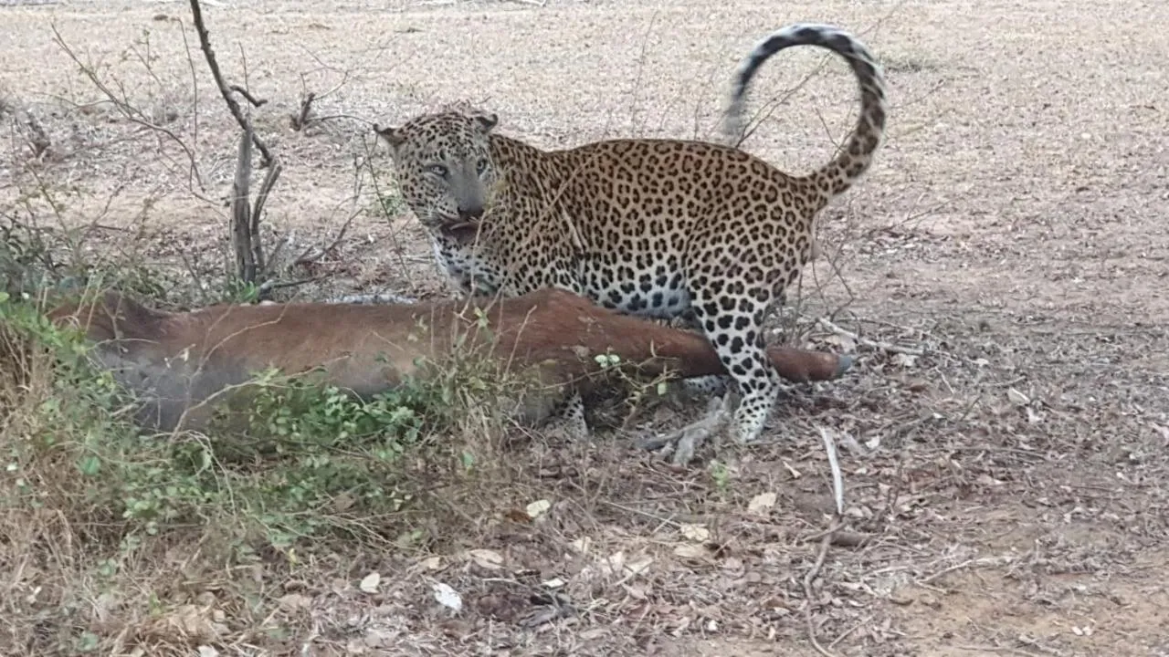 Hotel Nilketha Yala Tissamaharama