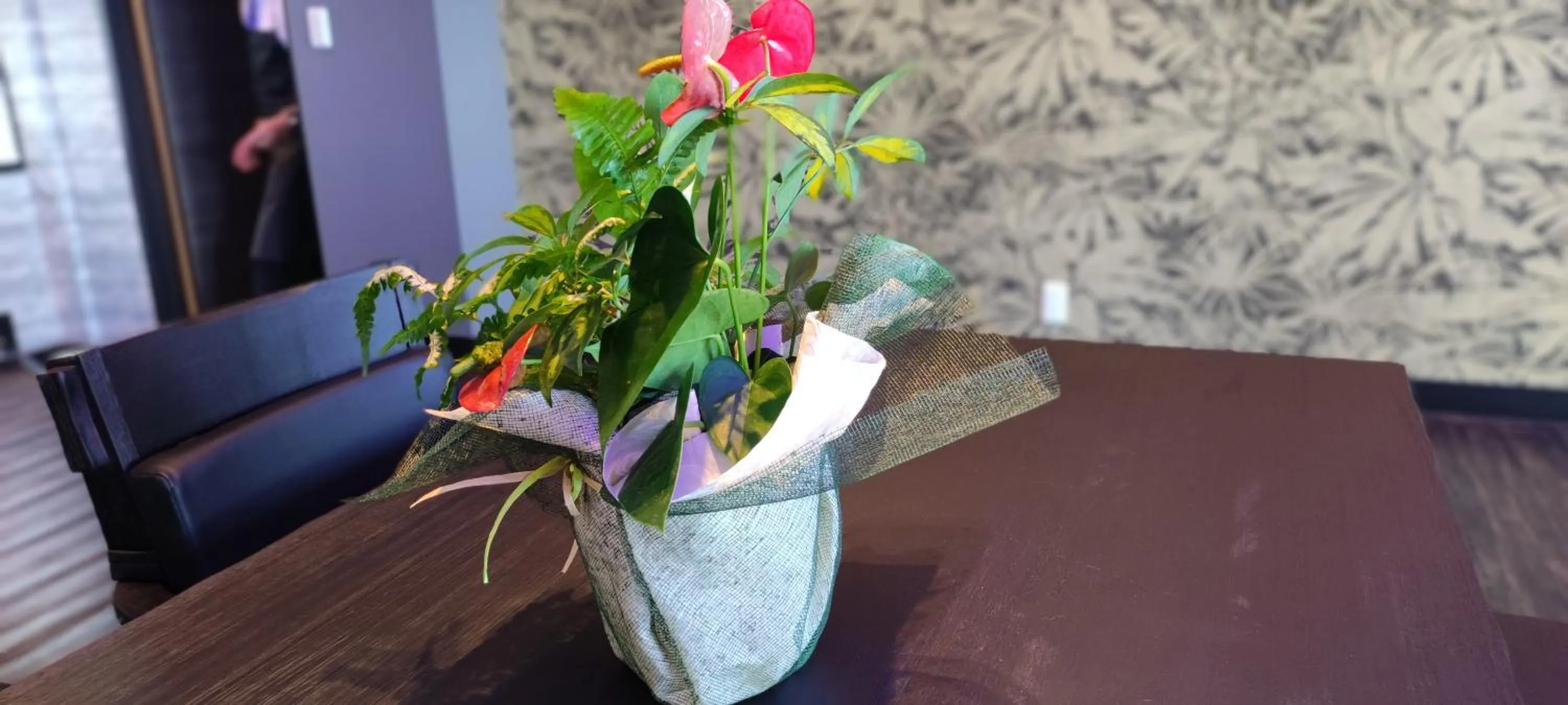 Hakone Gora Guam Dog