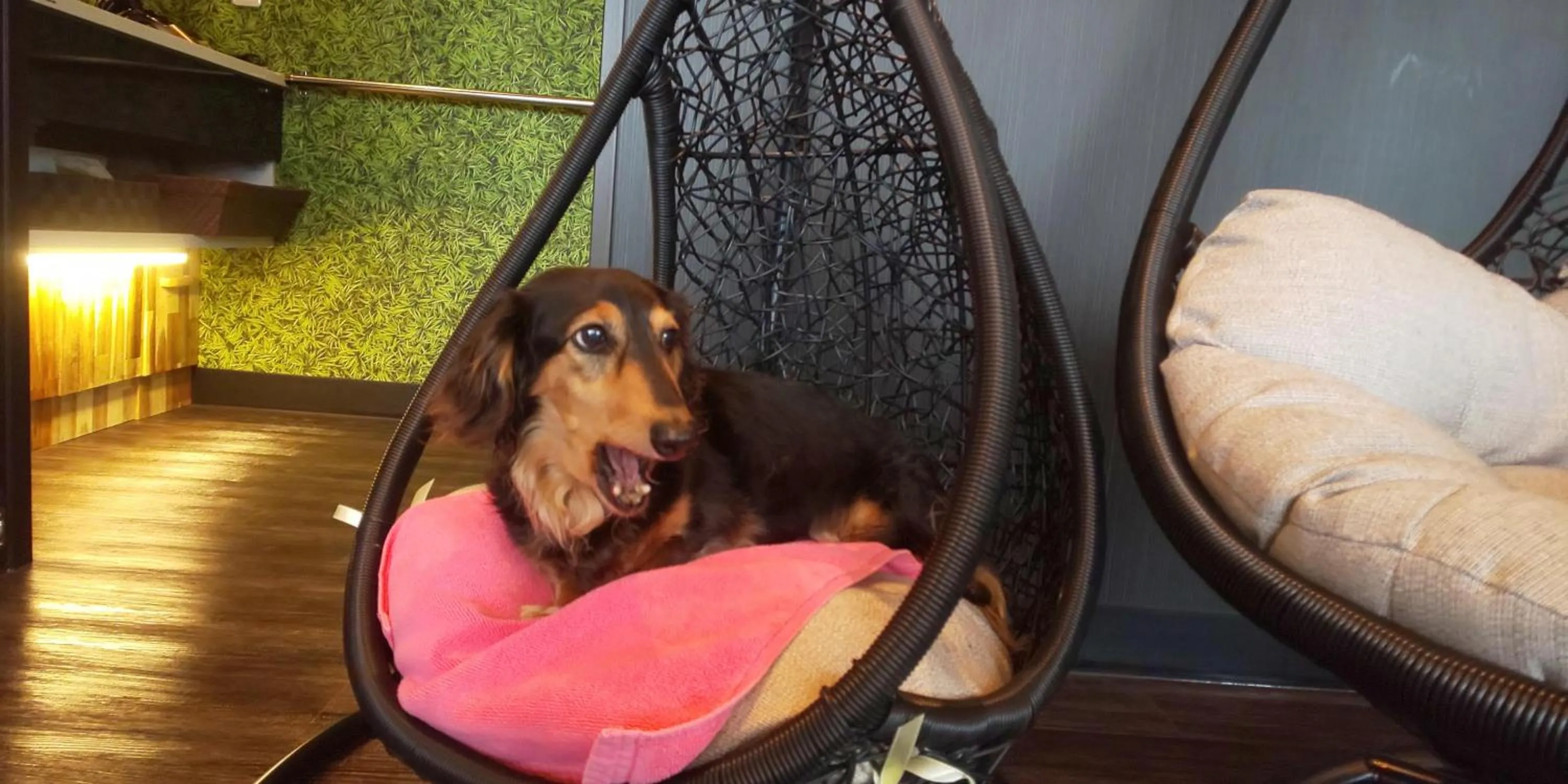 Hakone Gora Guam Dog