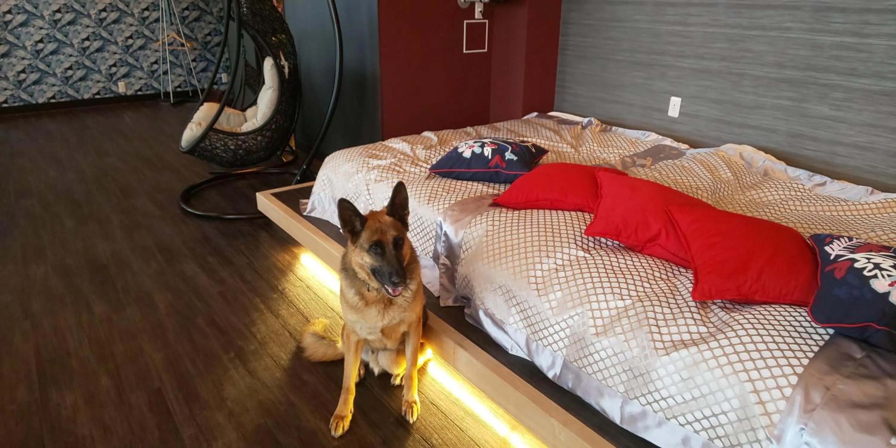 Hakone Gora Guam Dog