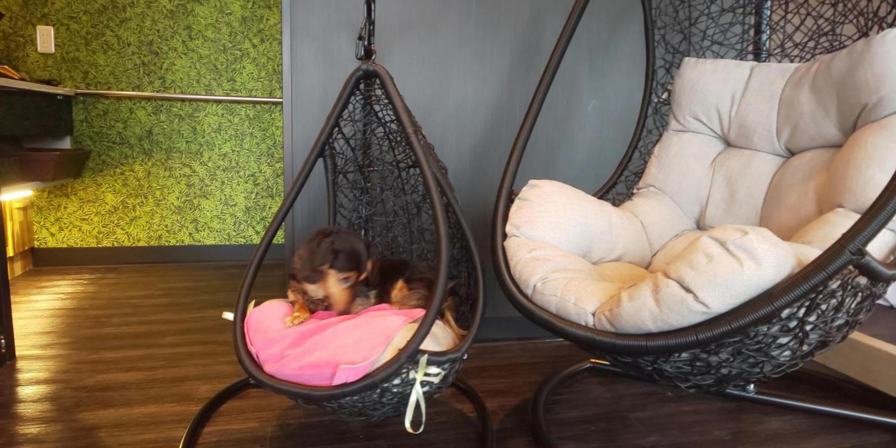 Hakone Gora Guam Dog