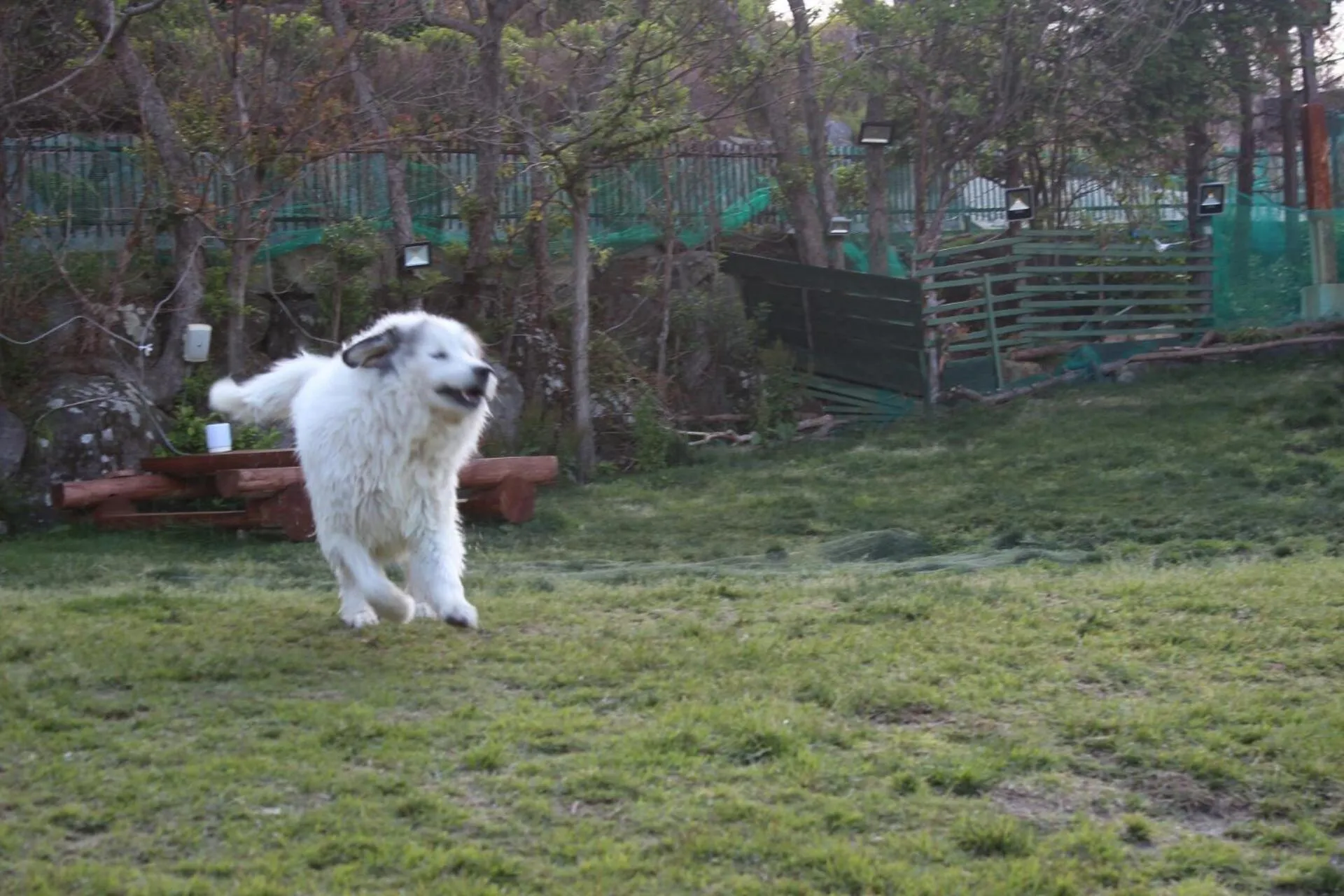 Hakone Gora Guam Dog