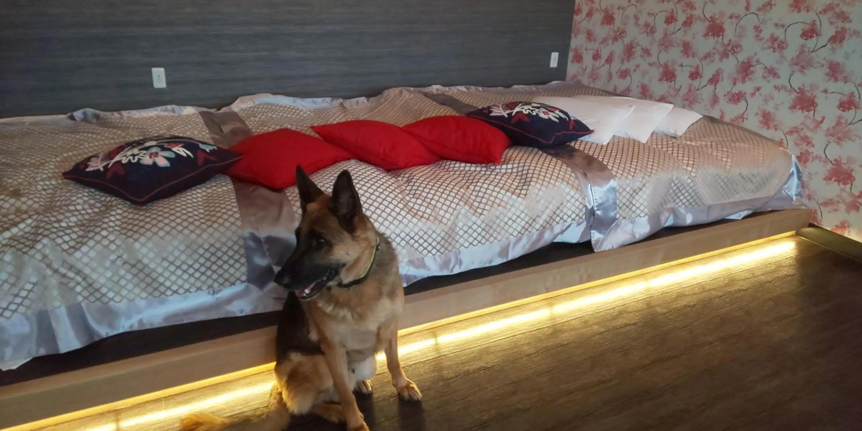 Hakone Gora Guam Dog