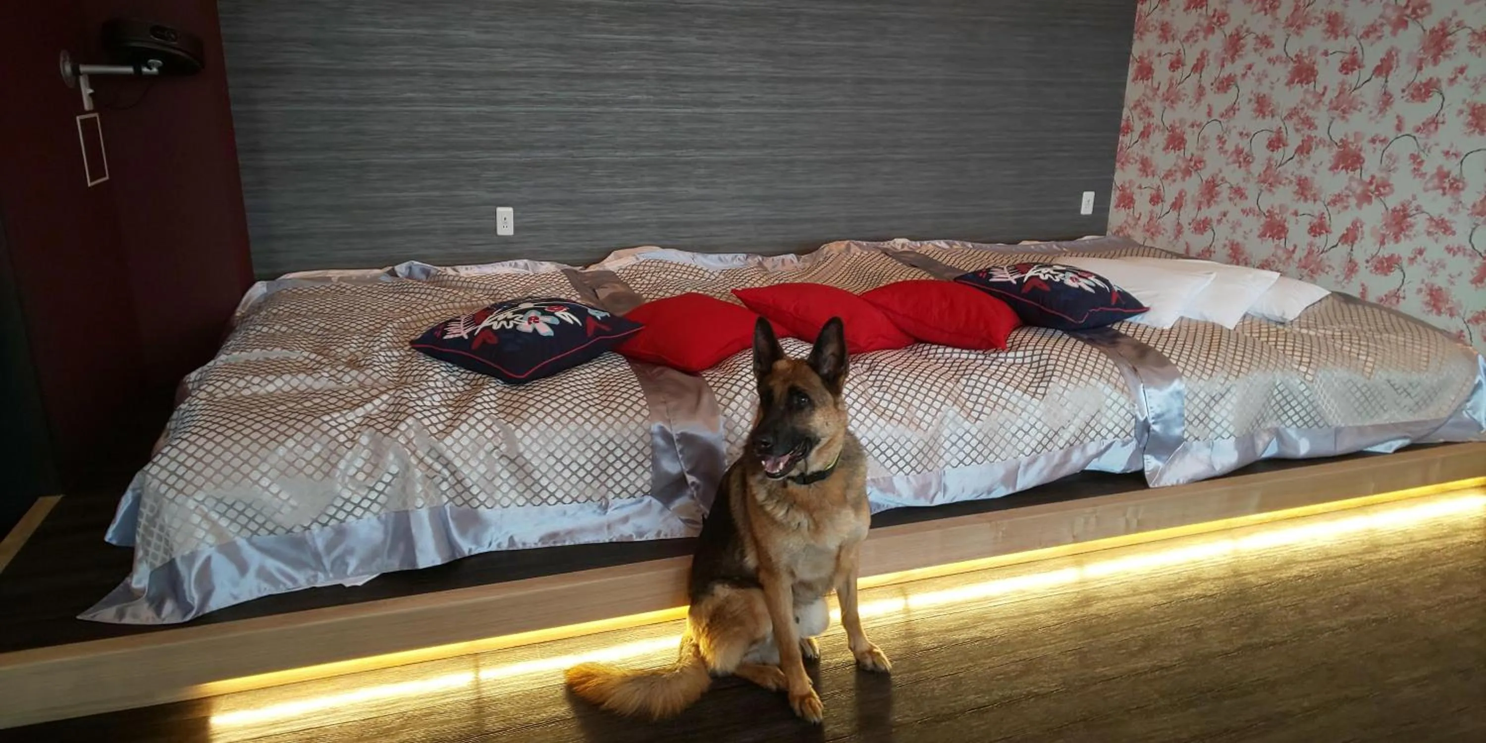 Hakone Gora Guam Dog