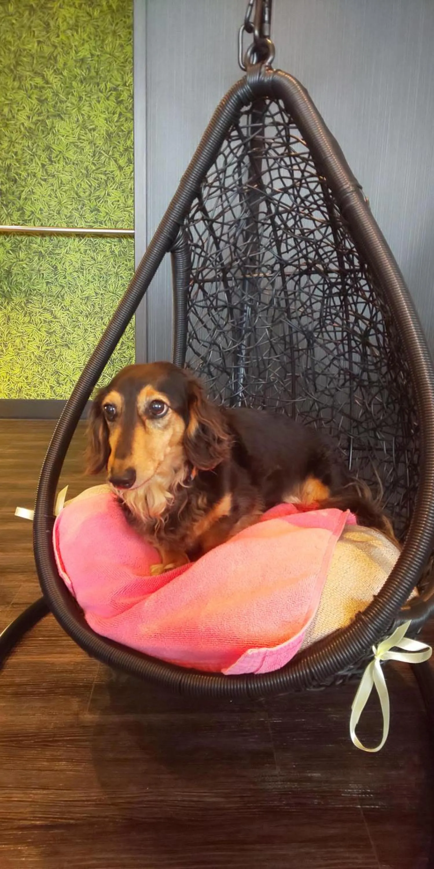 Hakone Gora Guam Dog