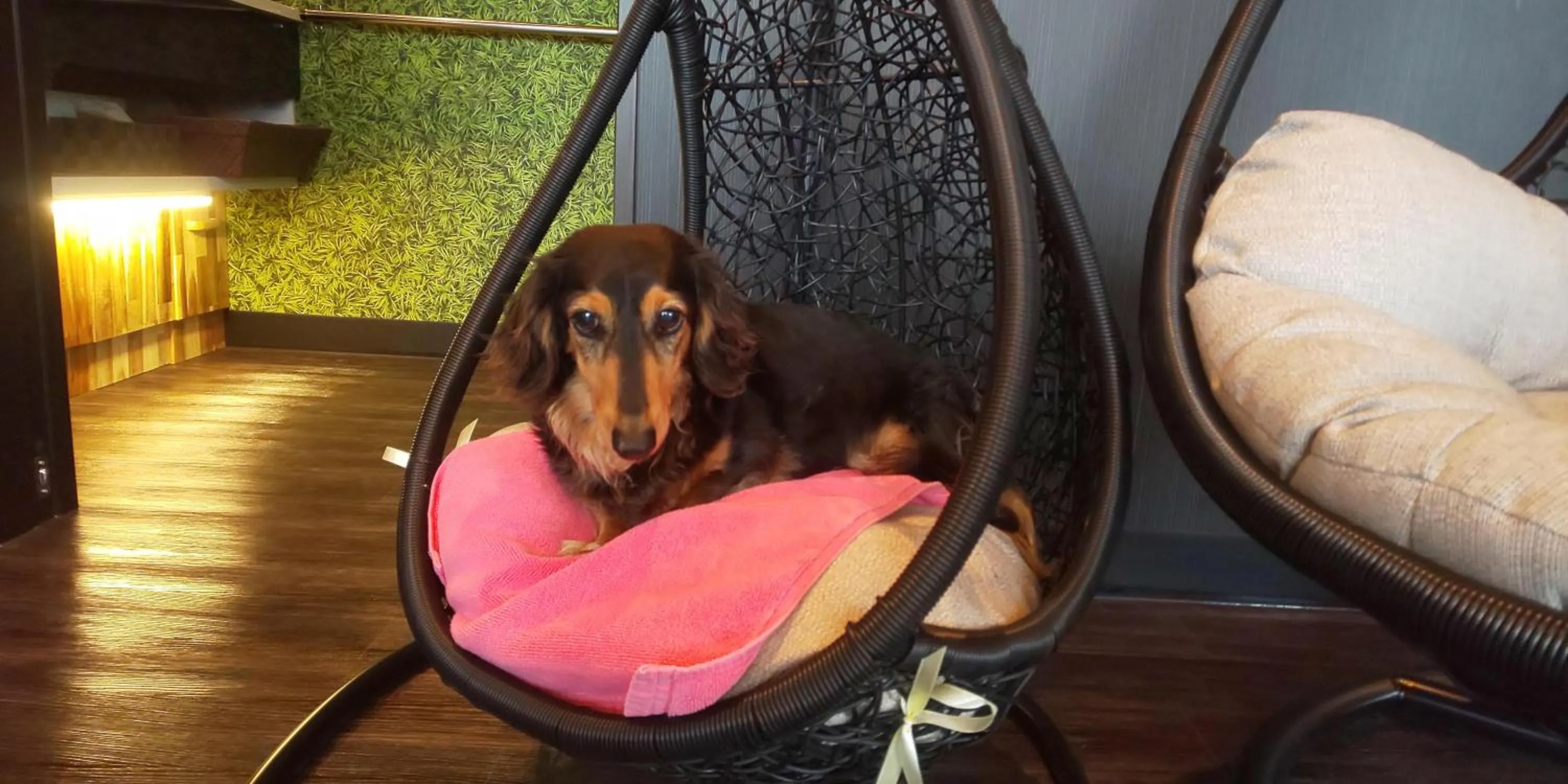 Hakone Gora Guam Dog