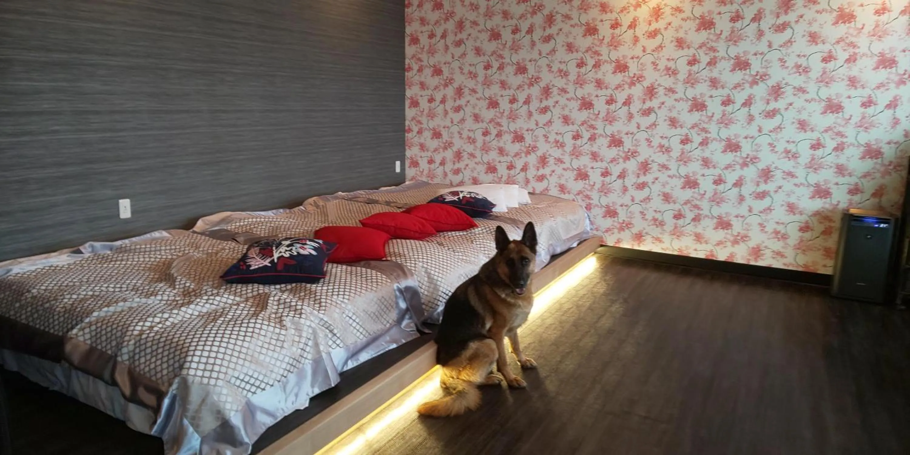 Hakone Gora Guam Dog