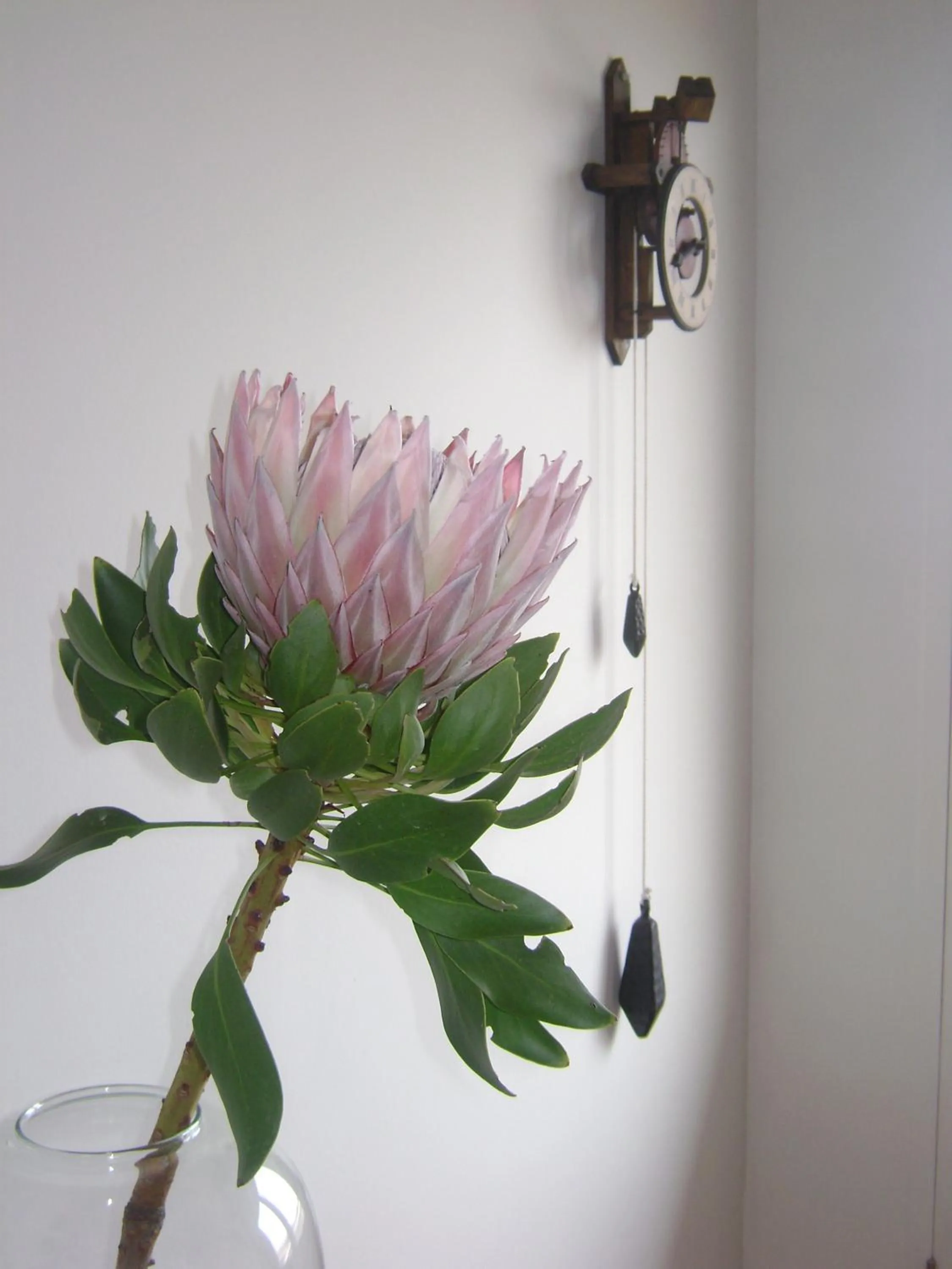 Spring in 138 Marine Beachfront Guesthouse