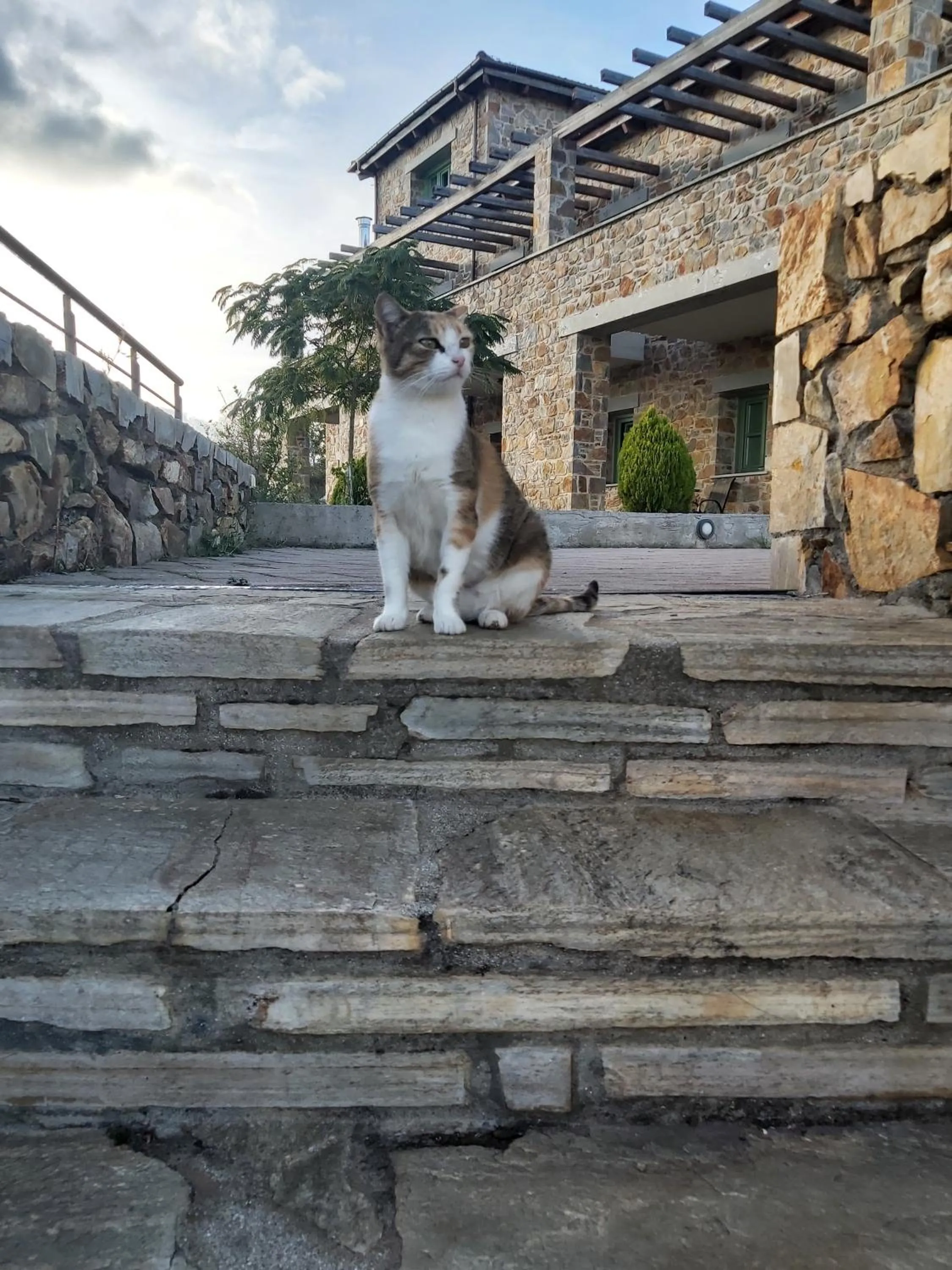 Pets in Foresta in Medias Mores