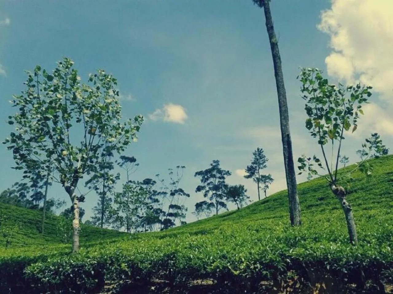 Natural landscape in Lakshmis Hotel Ella