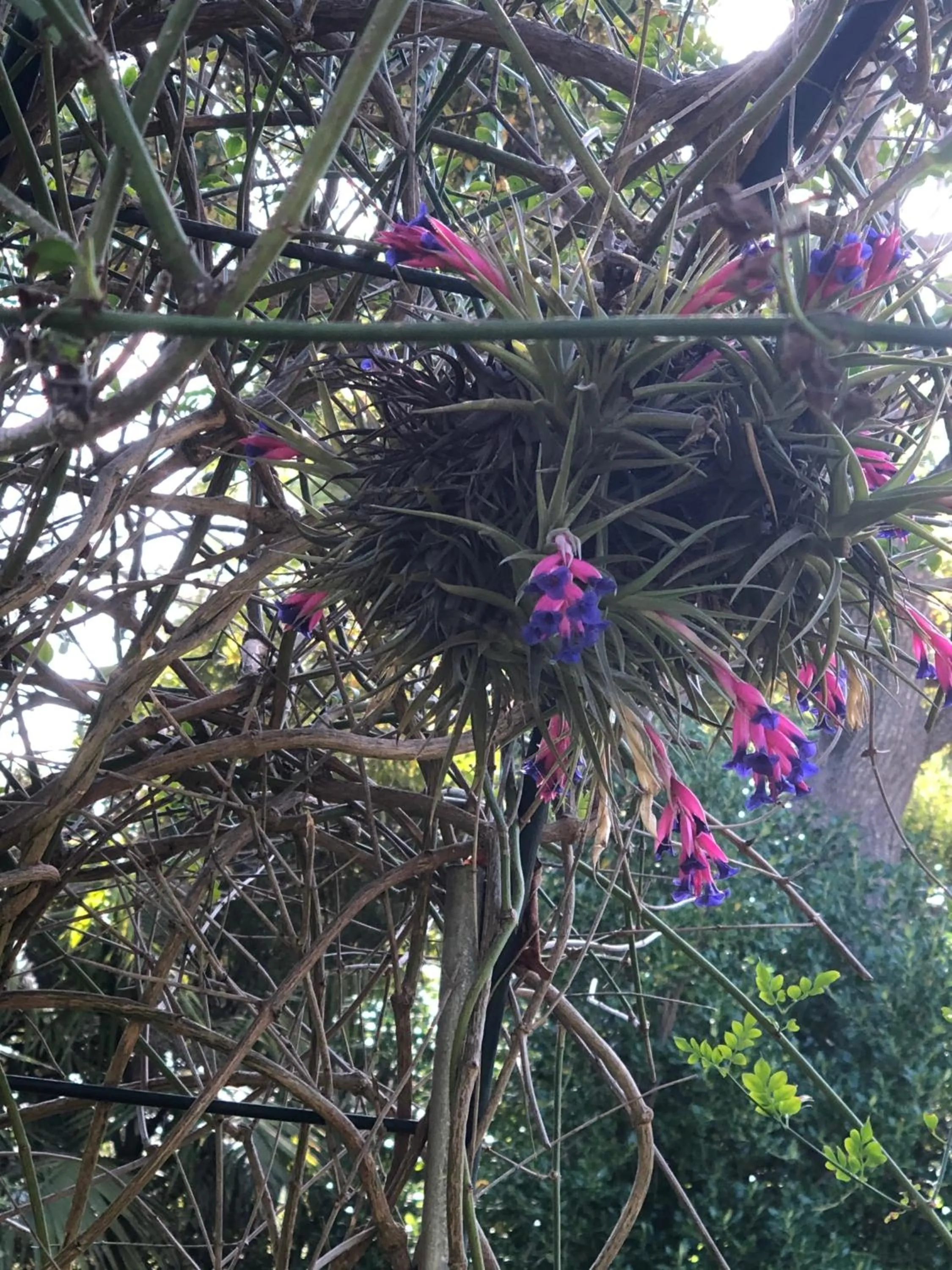 Garden view in Summit Place Guesthouse
