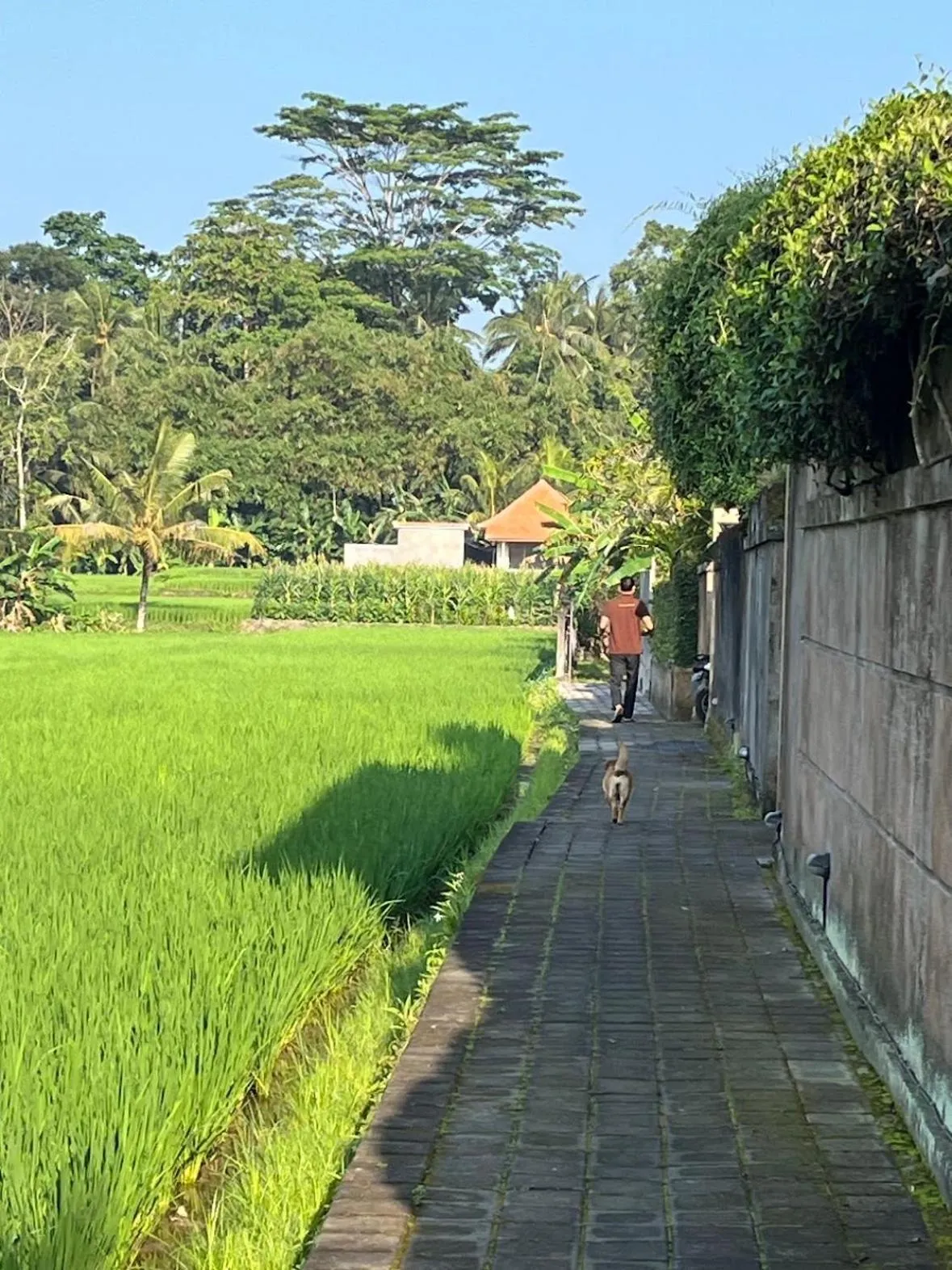 Natural landscape in Uma Padi Villa