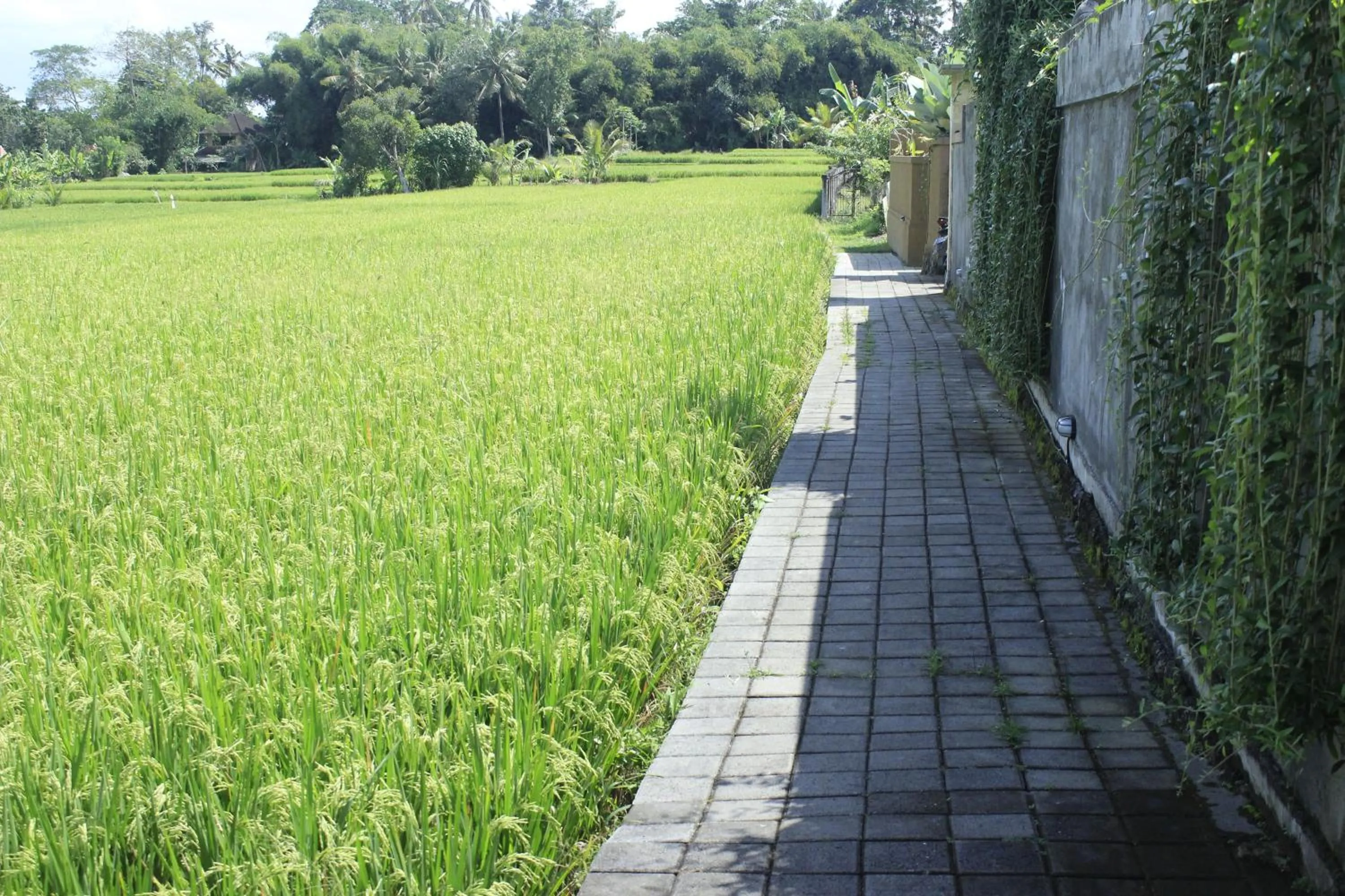 Property building in Uma Padi Villa