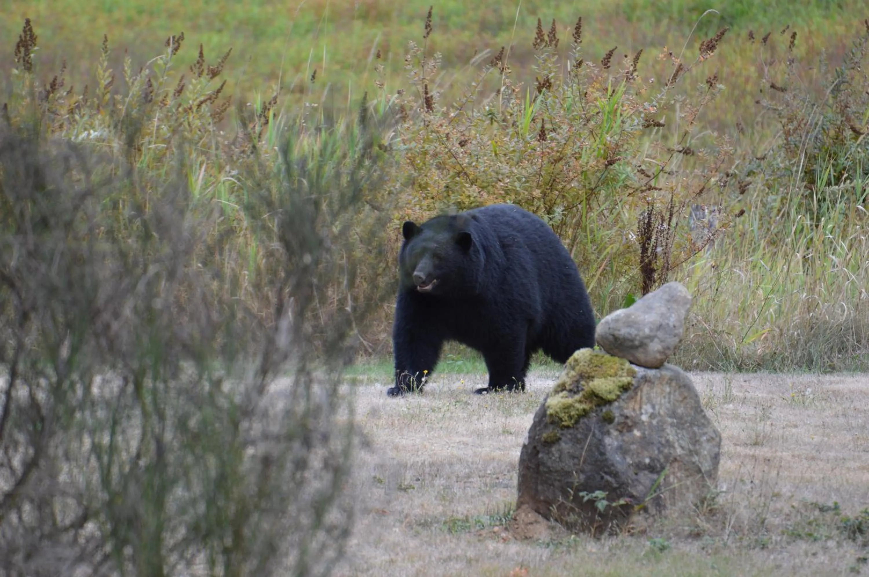 Beaver Hut Bed And Breakfast