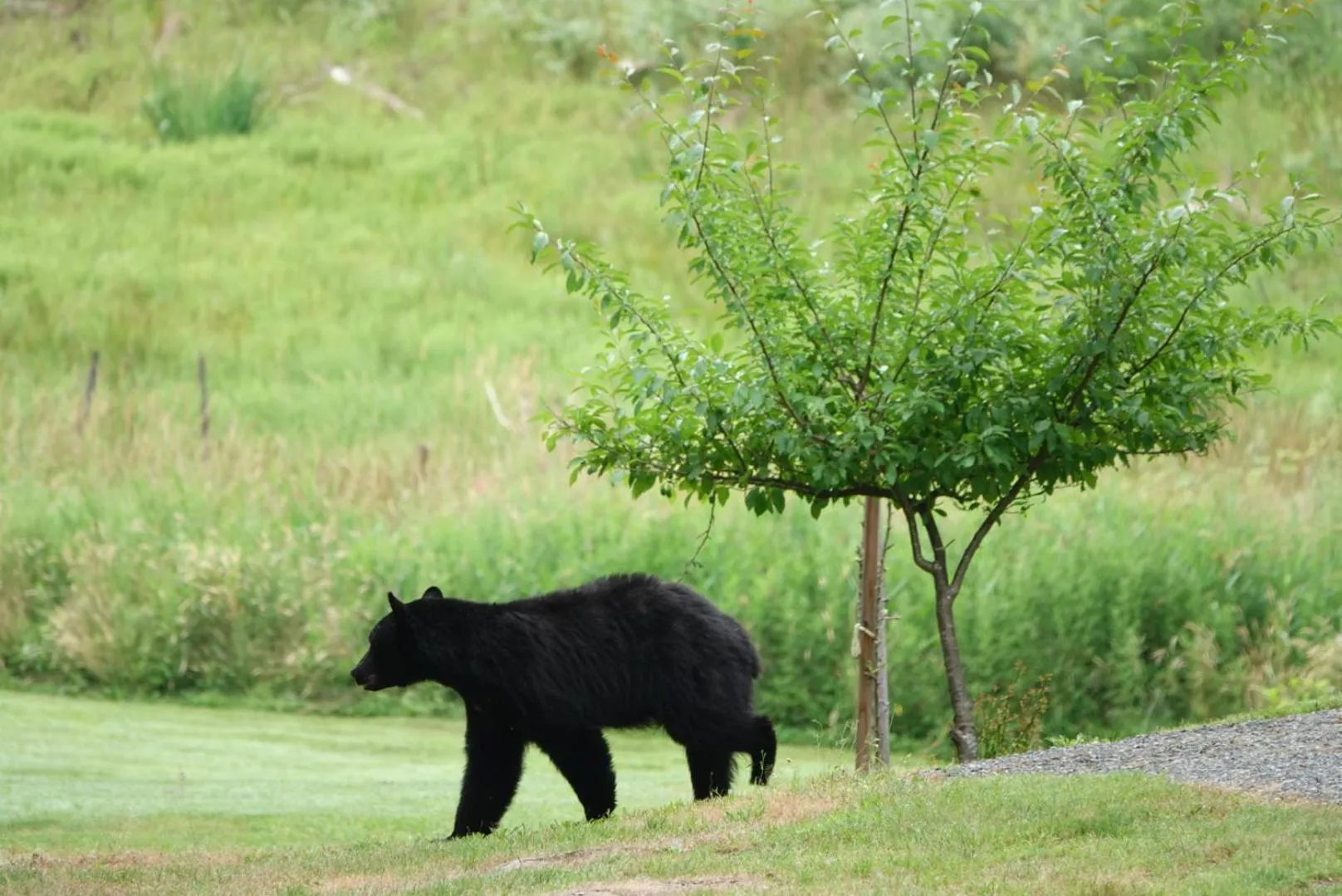Beaver Hut Bed And Breakfast