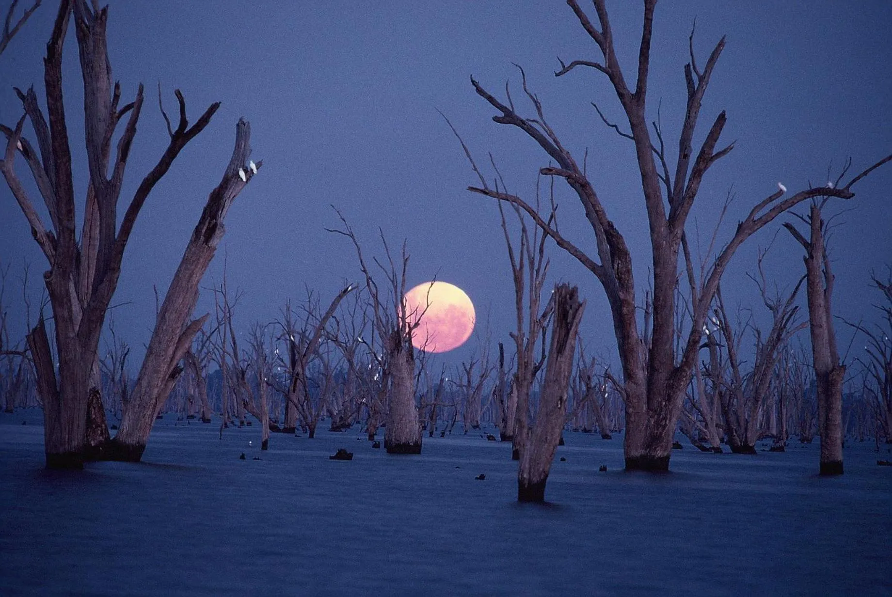 Natural landscape in The Yarrawonga Hotel