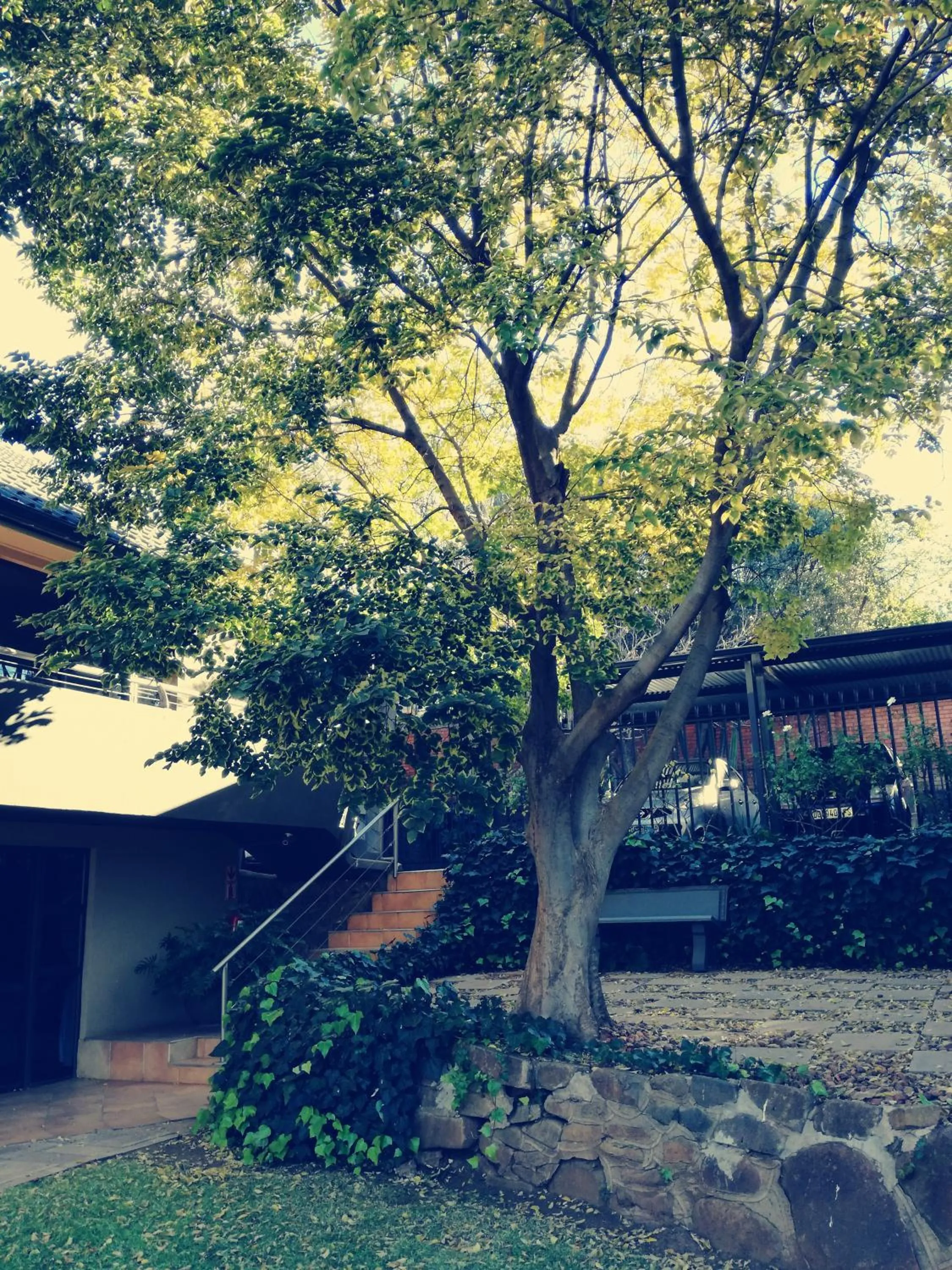 Garden in Belmont Guesthouse