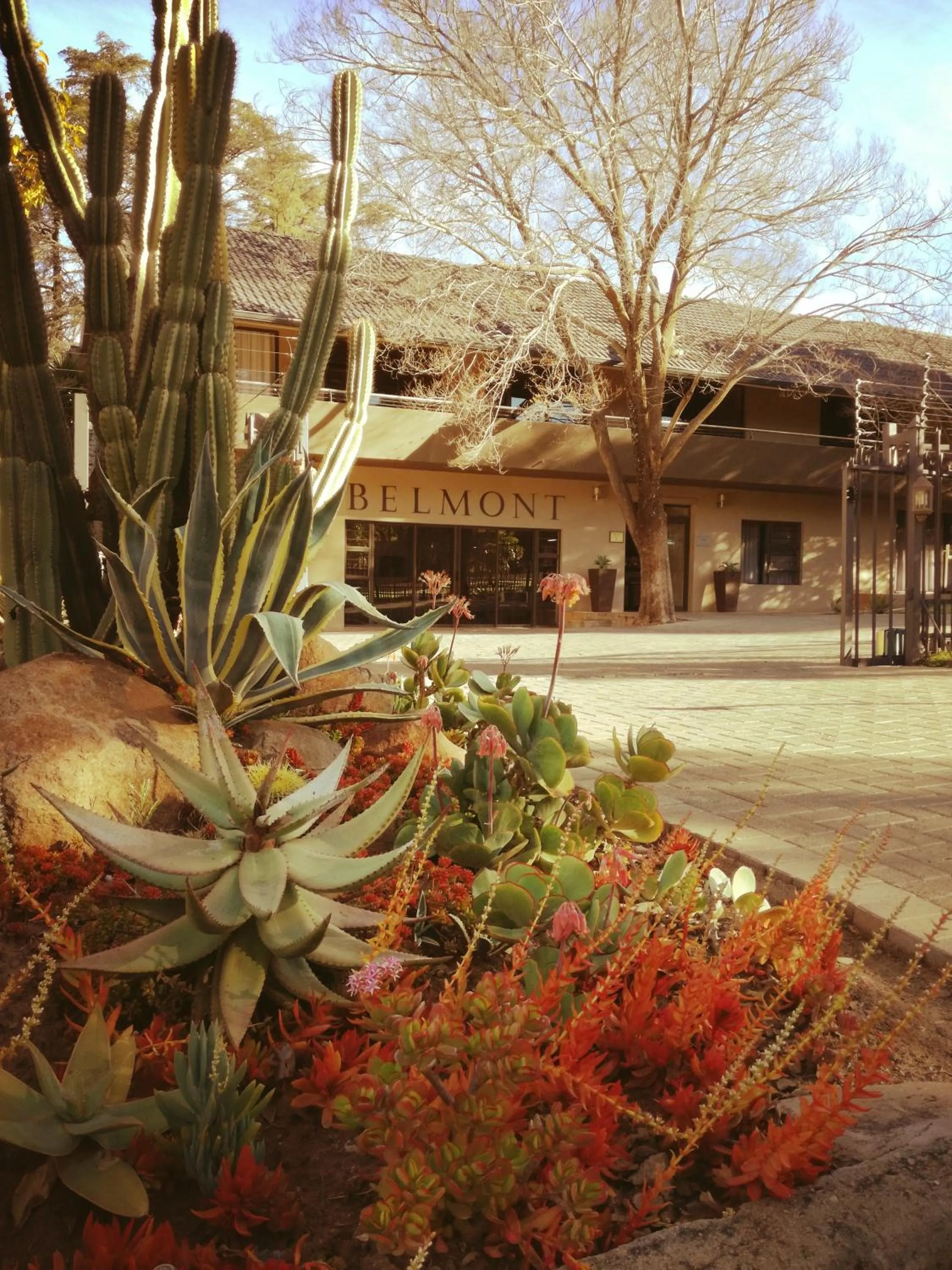 Garden in Belmont Guesthouse