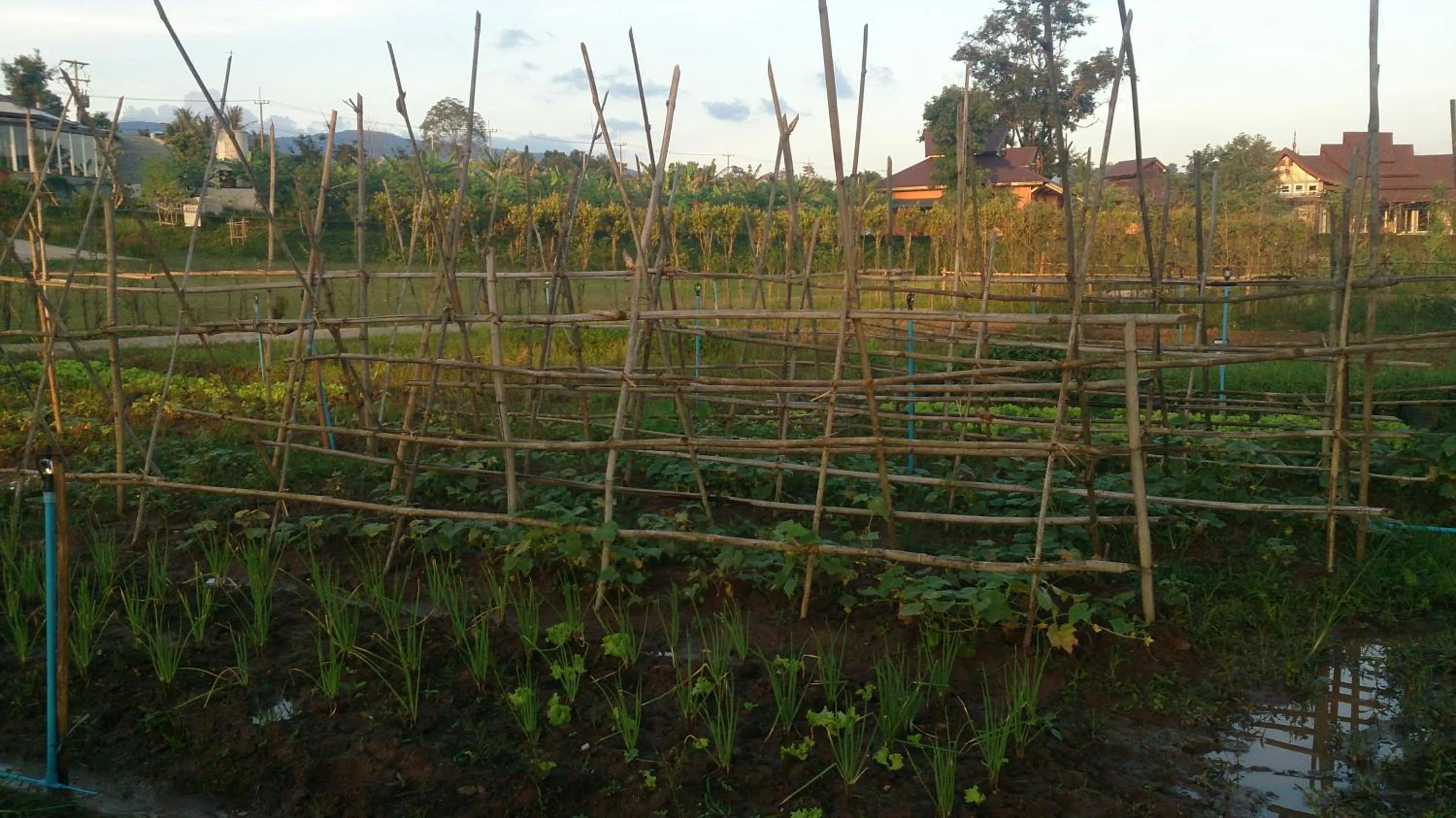 Garden in Phurua Sanctuary Resort and Spa