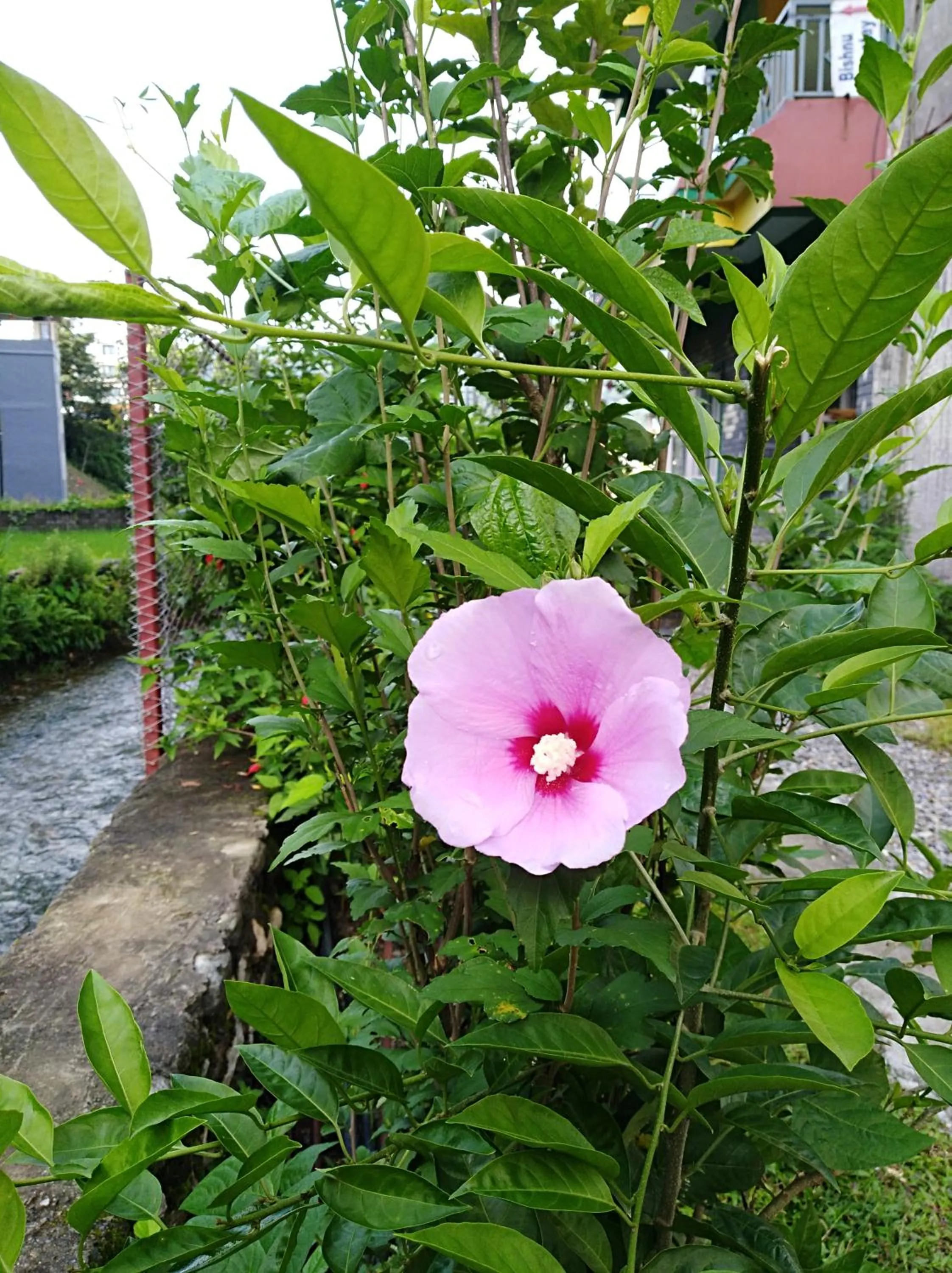 Decorative detail in Bishnu Homestay