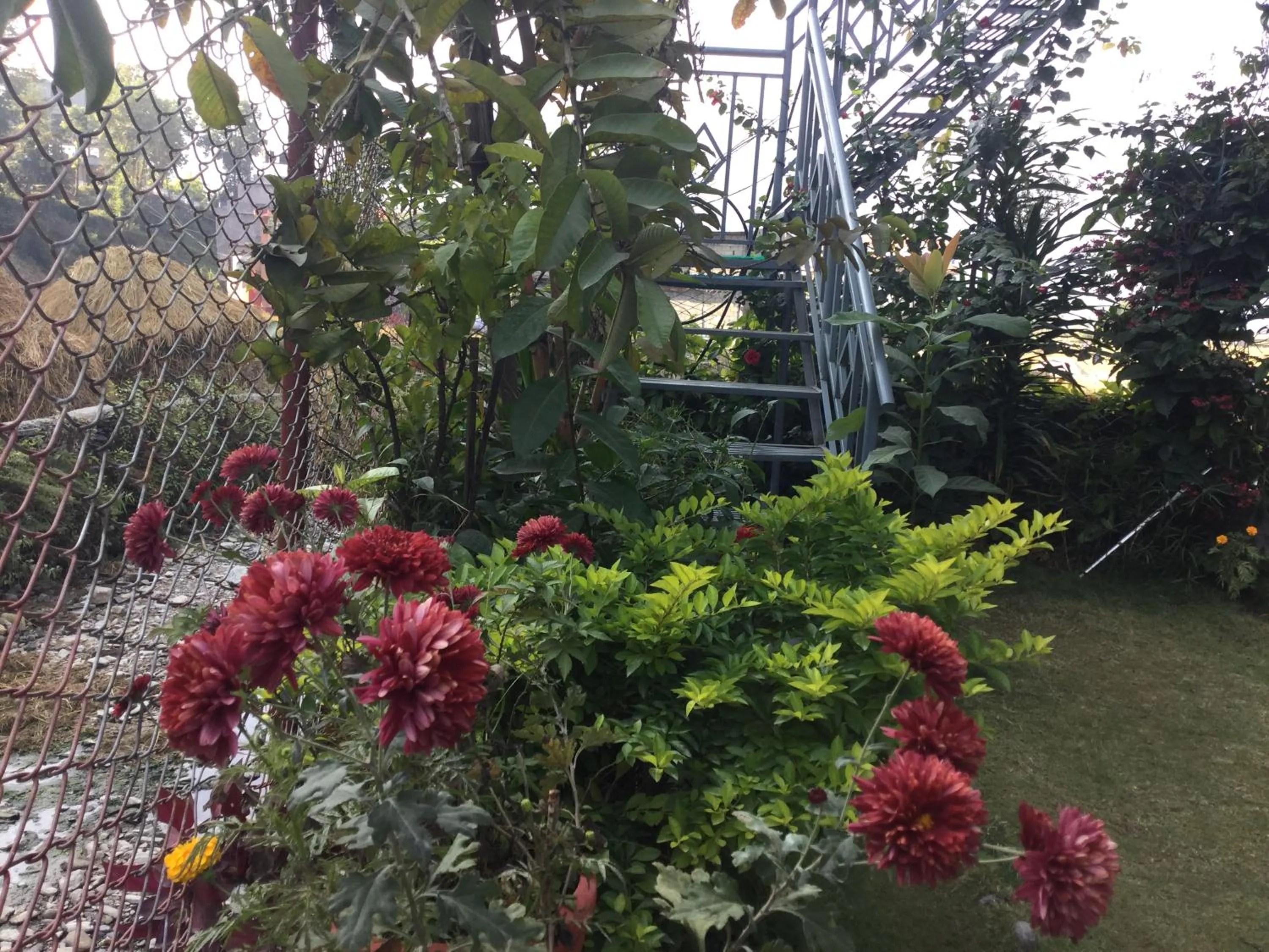 Garden view in Bishnu Homestay