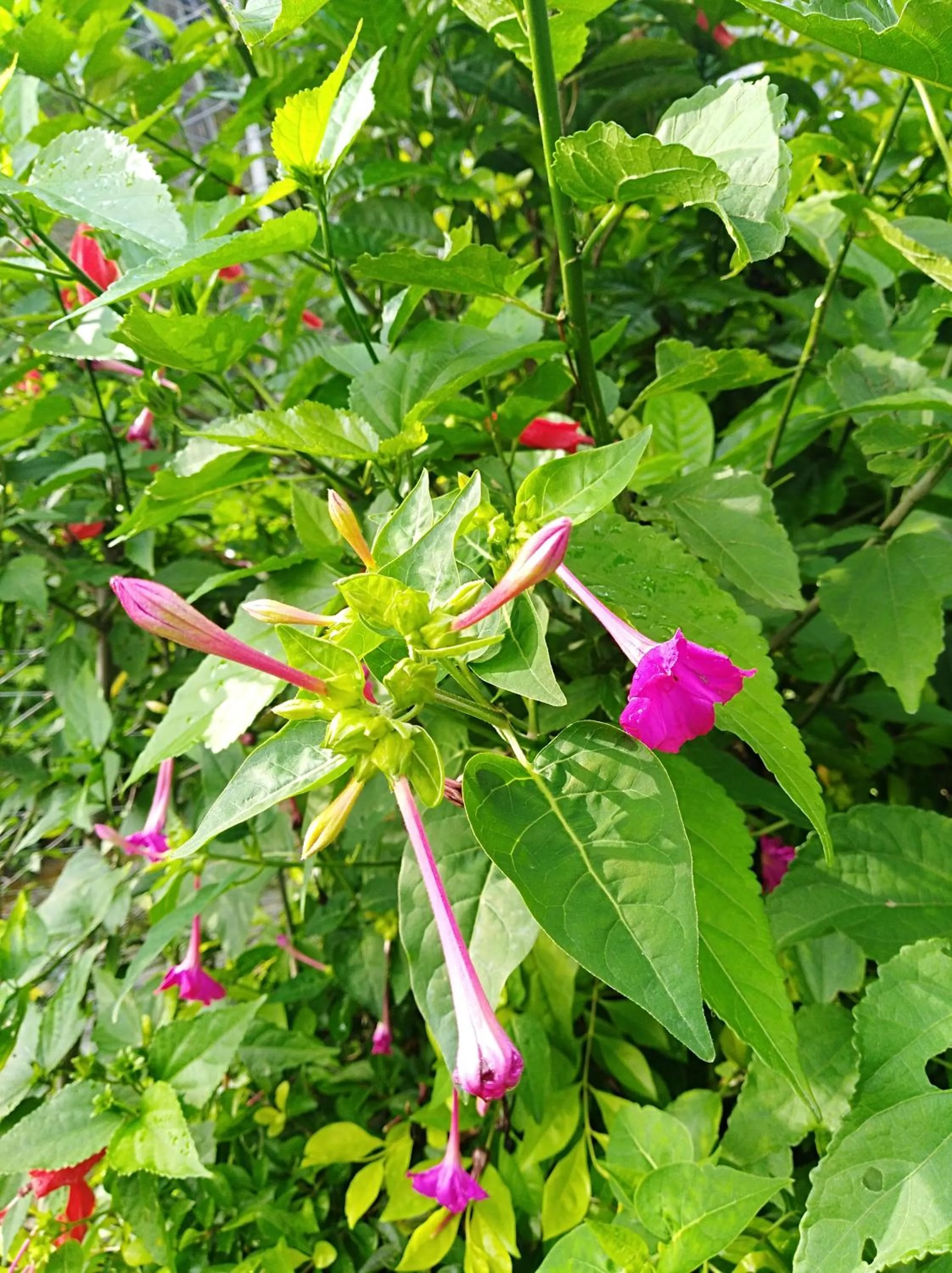 Garden view in Bishnu Homestay