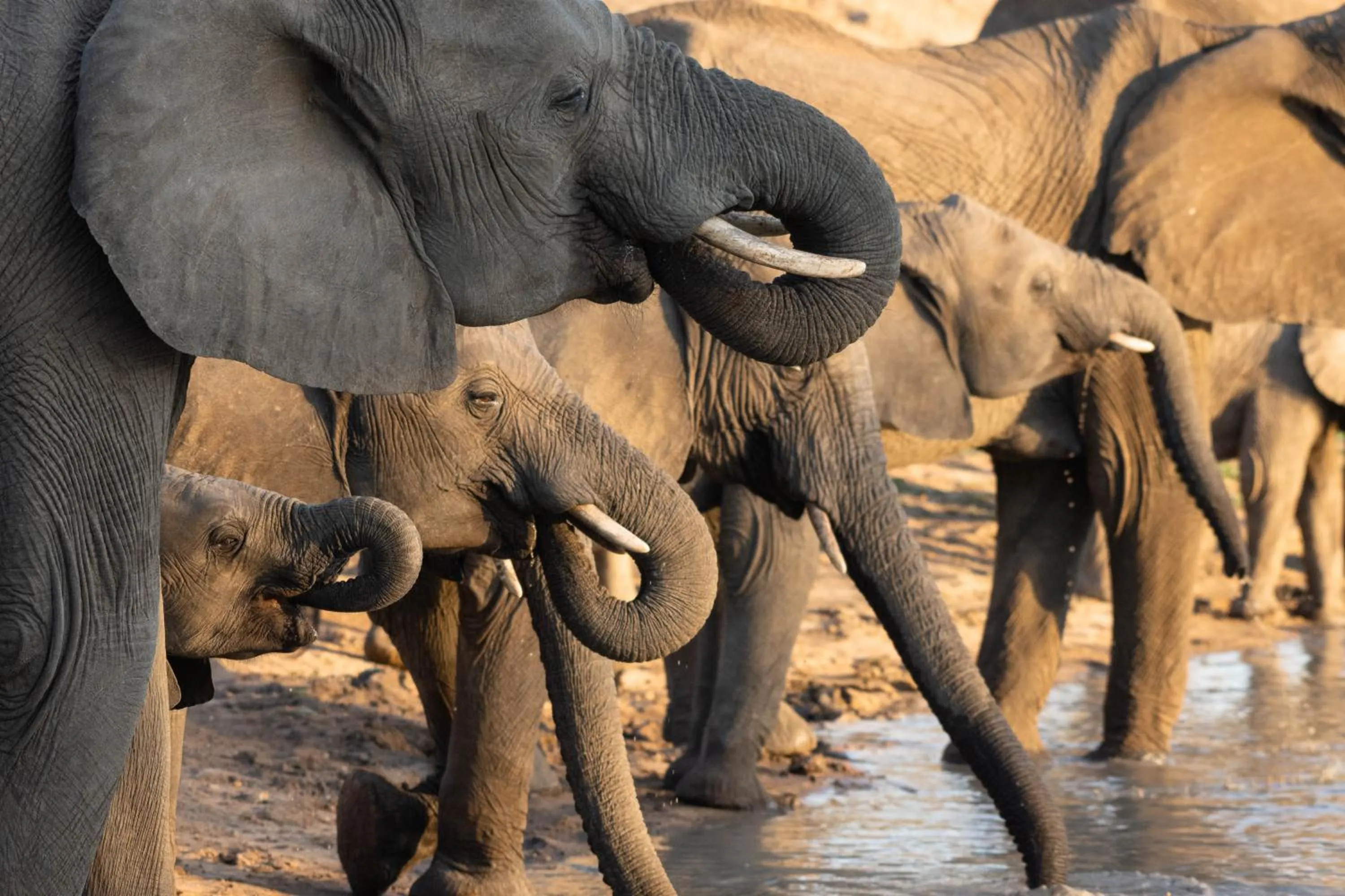 Day in Mohlabetsi Safari Lodge