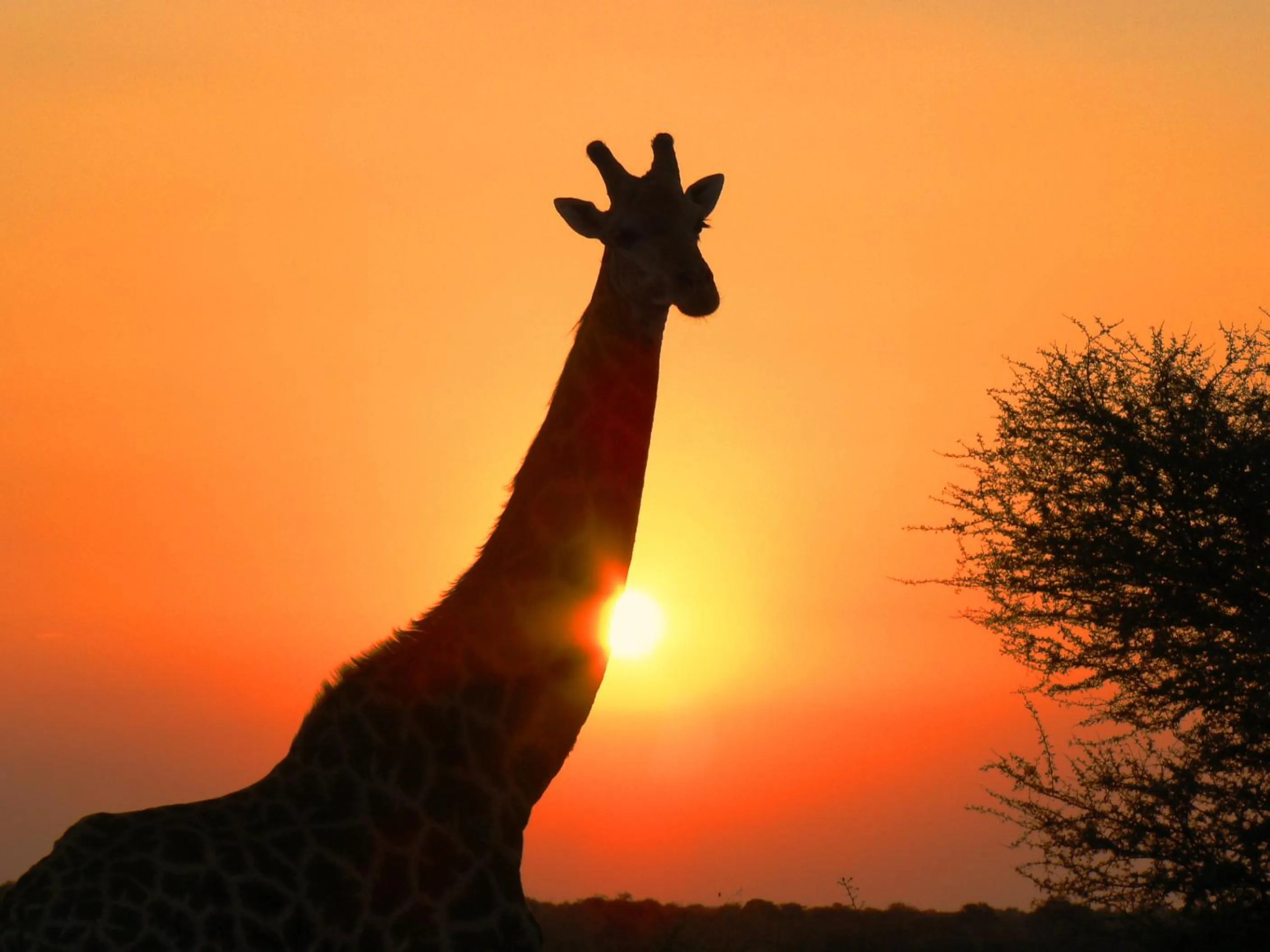 Natural landscape in Mohlabetsi Safari Lodge