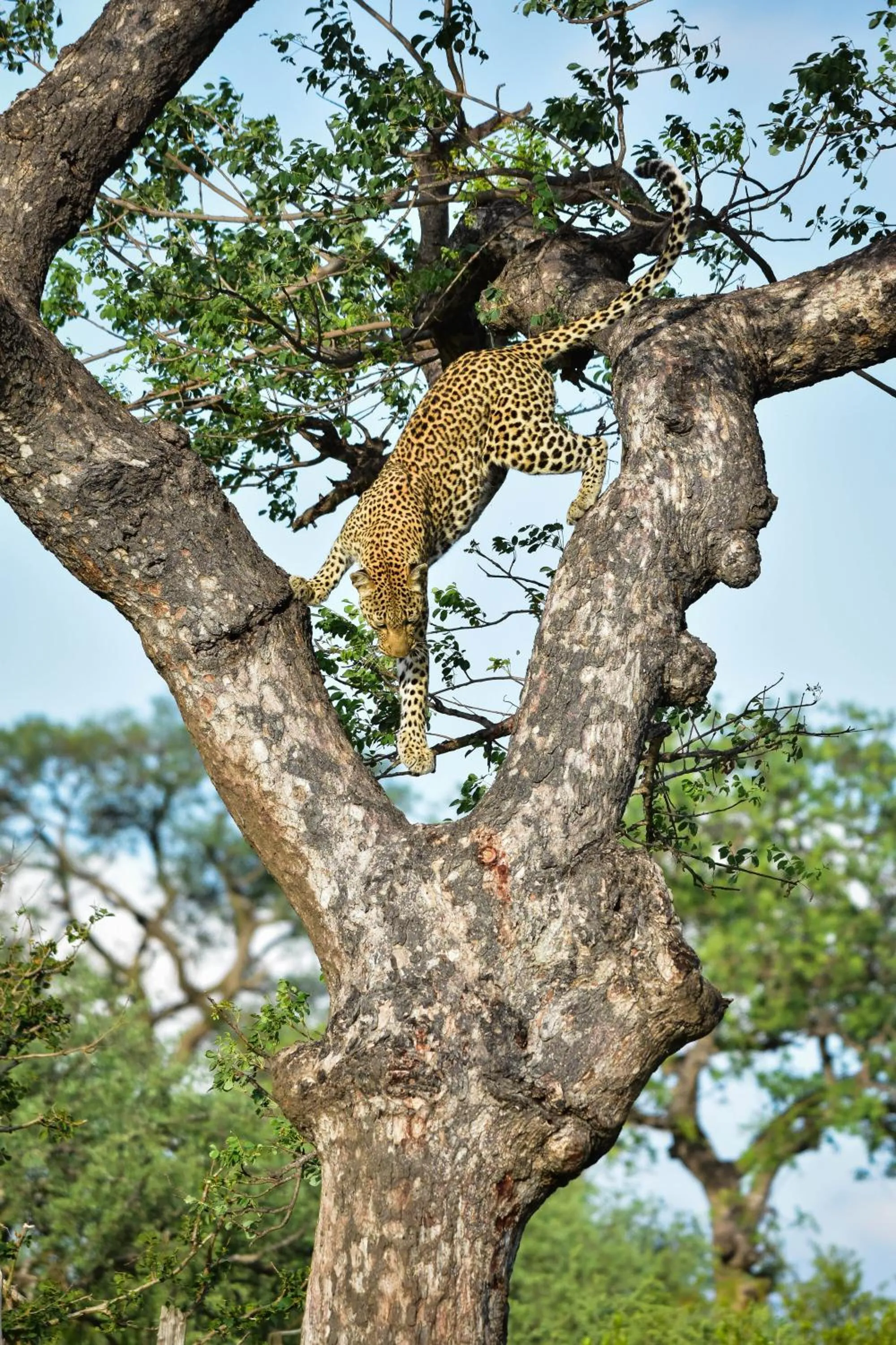 Day in Mohlabetsi Safari Lodge