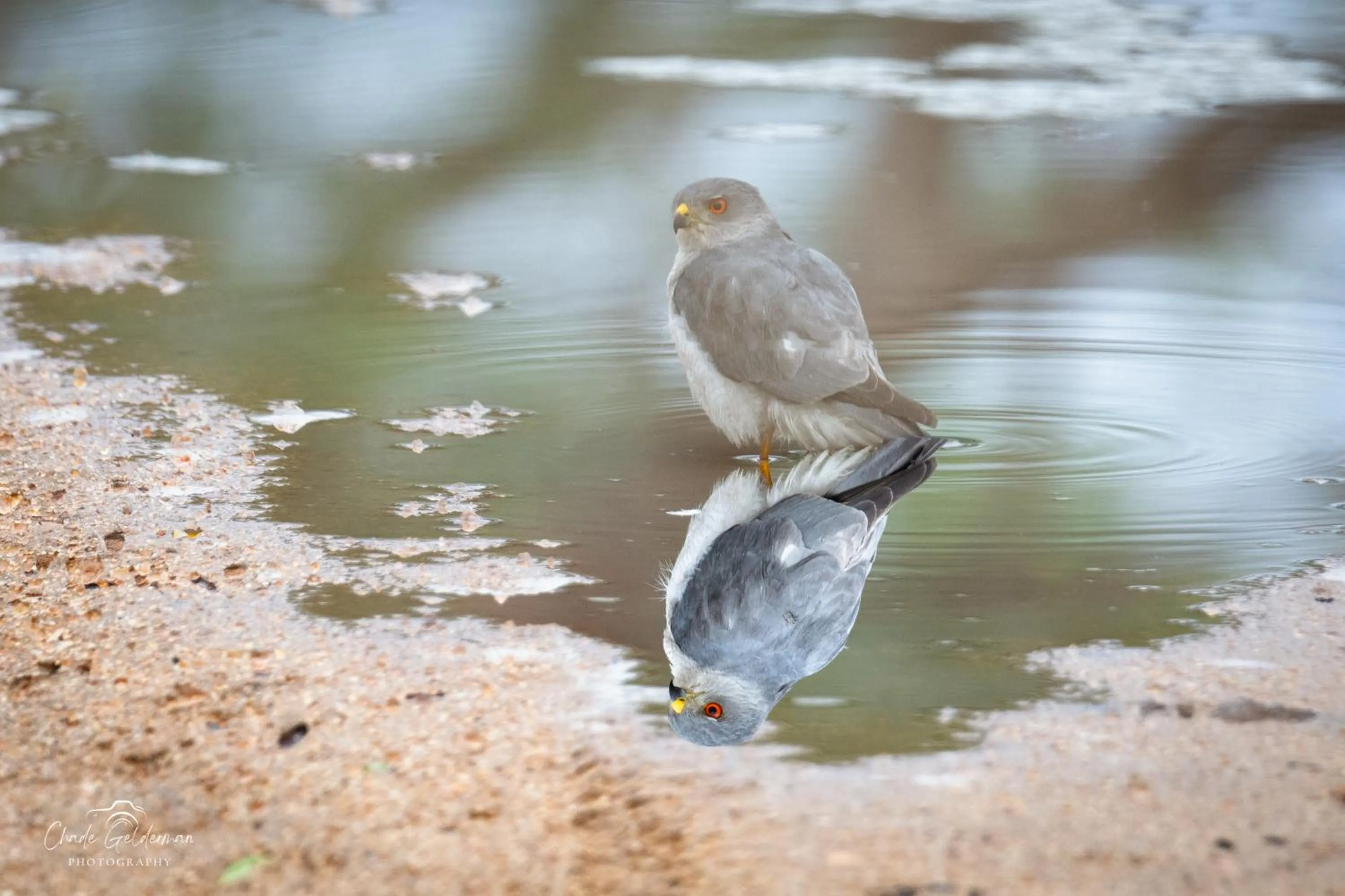 Animals in Mohlabetsi Safari Lodge