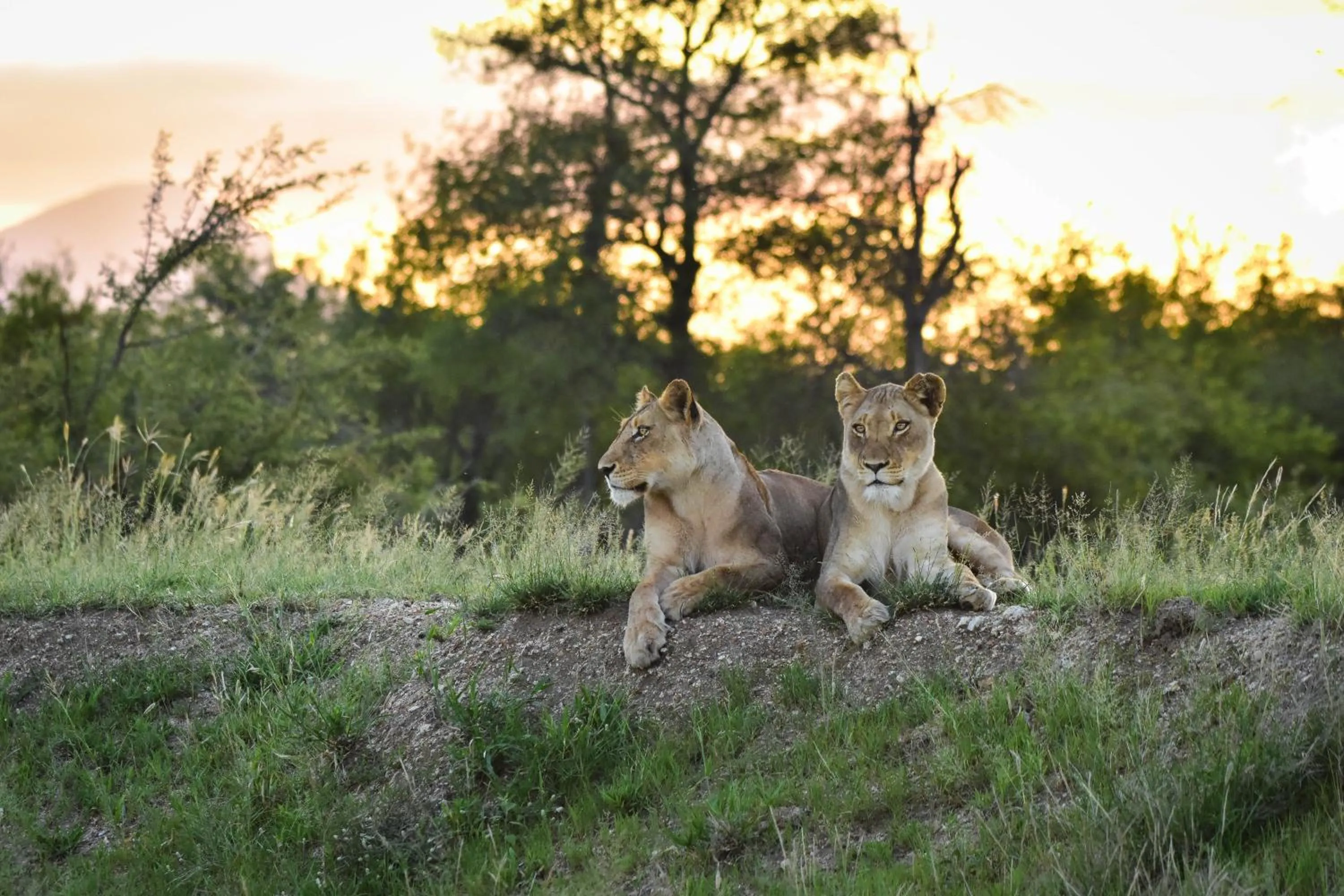 Animals in Mohlabetsi Safari Lodge