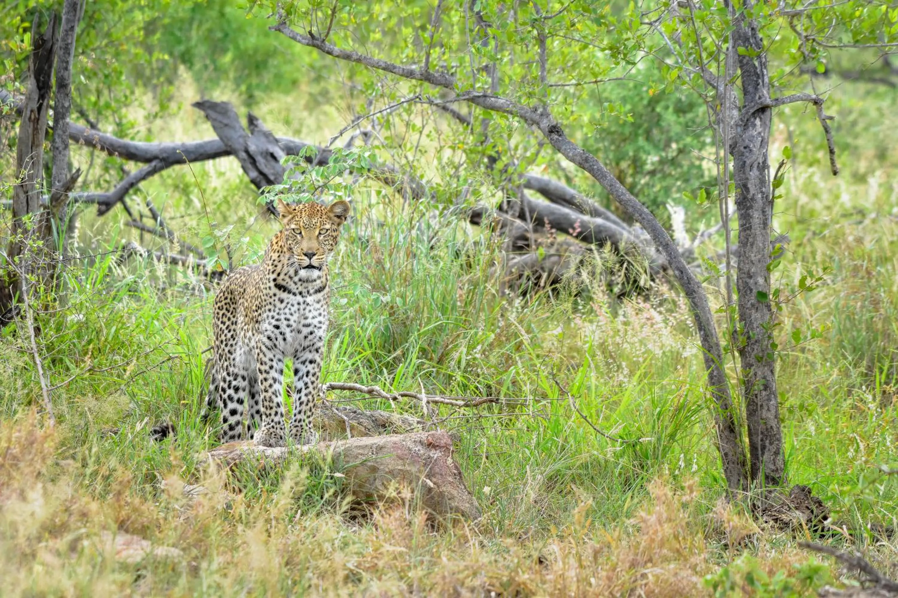 Day in Mohlabetsi Safari Lodge