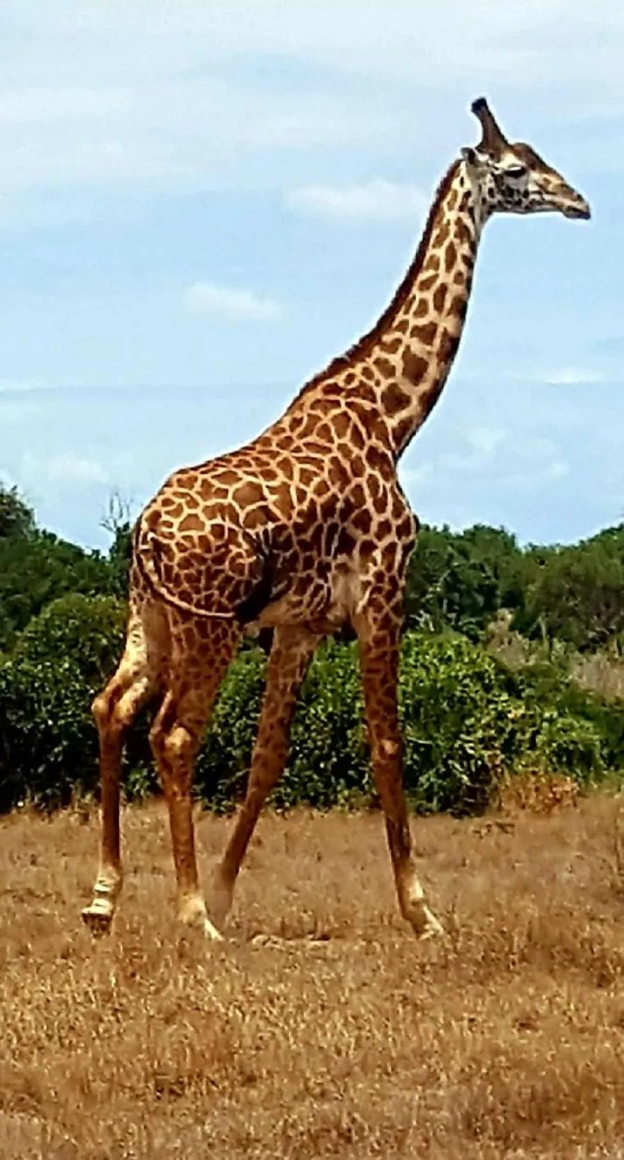 Animals in Simba House