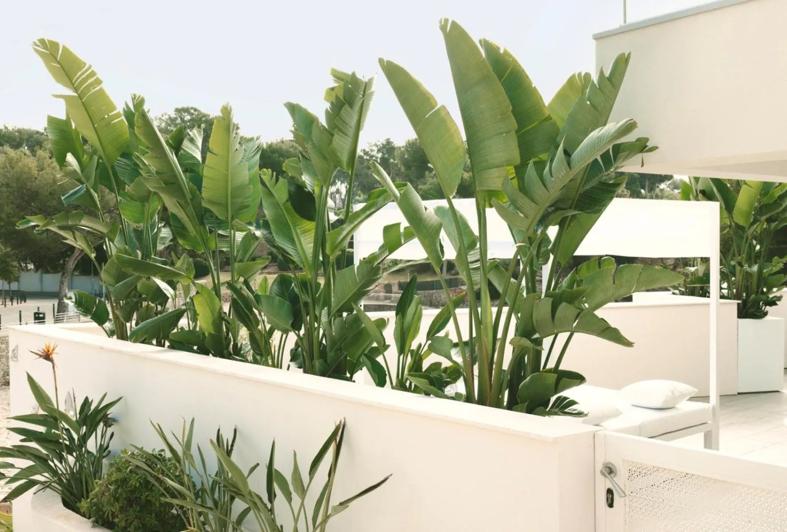 Balcony/Terrace in The Donna Portals