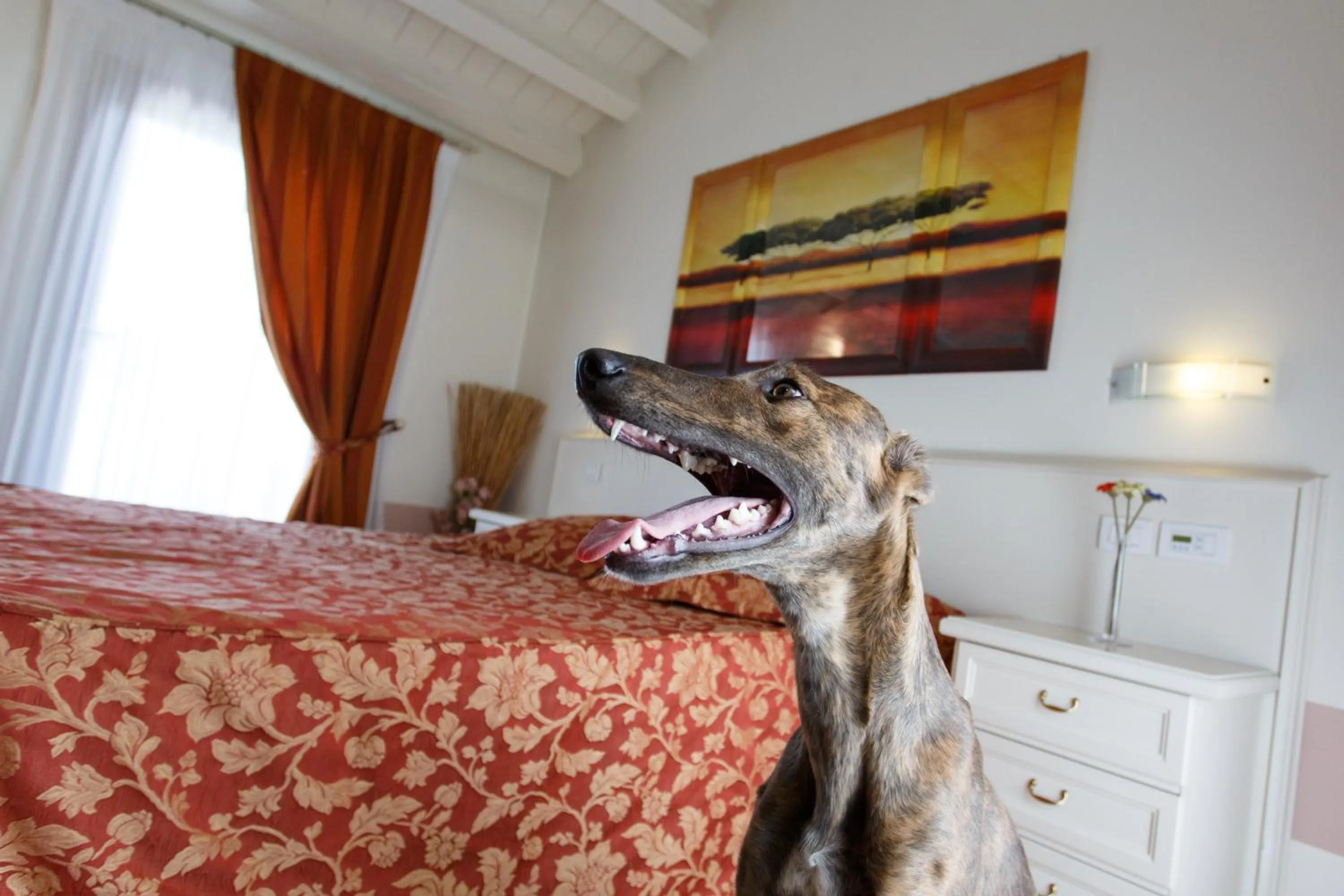 Pets, Bed in Sweet Home