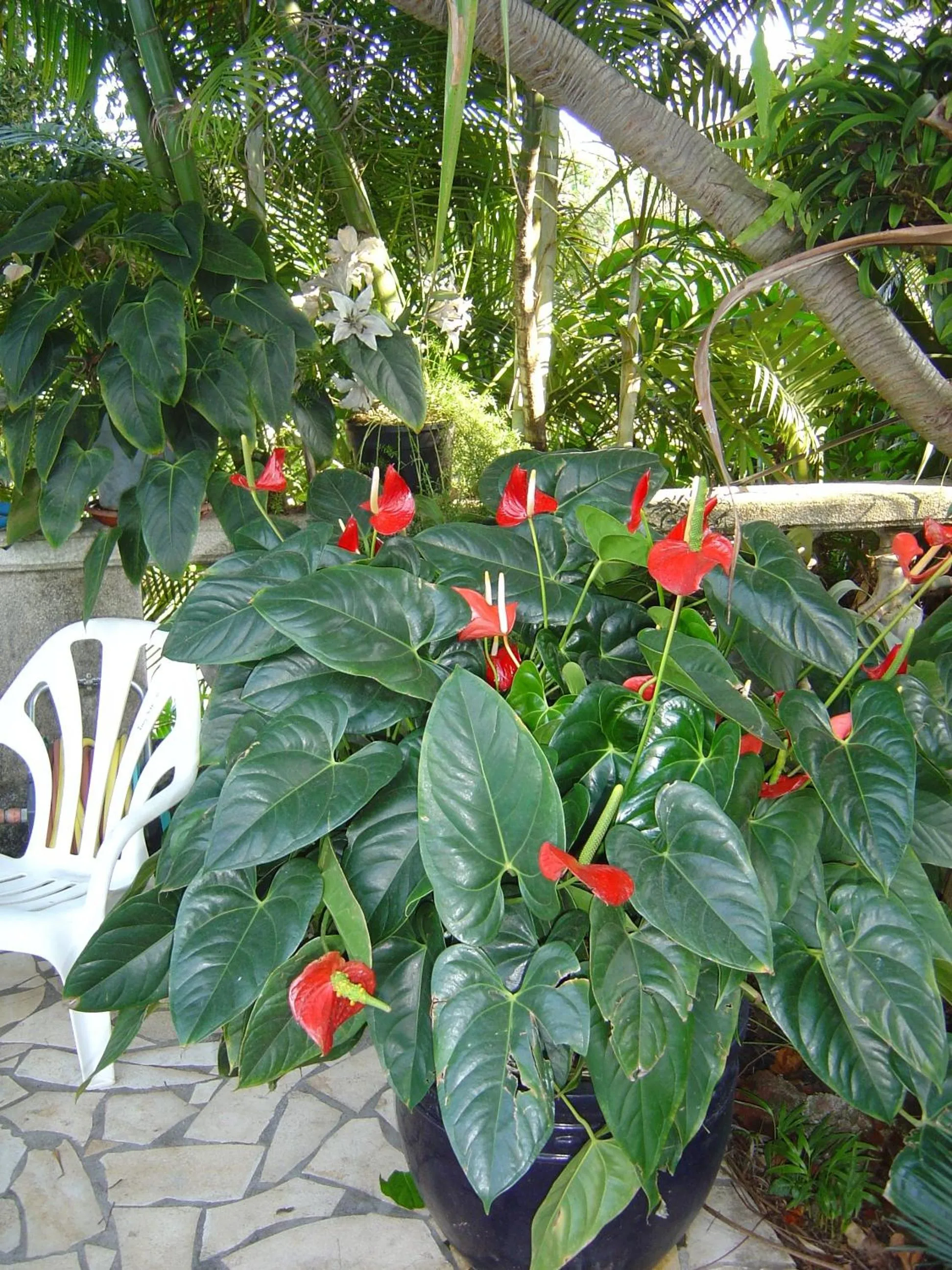 Garden in Résidence Le Phoenix