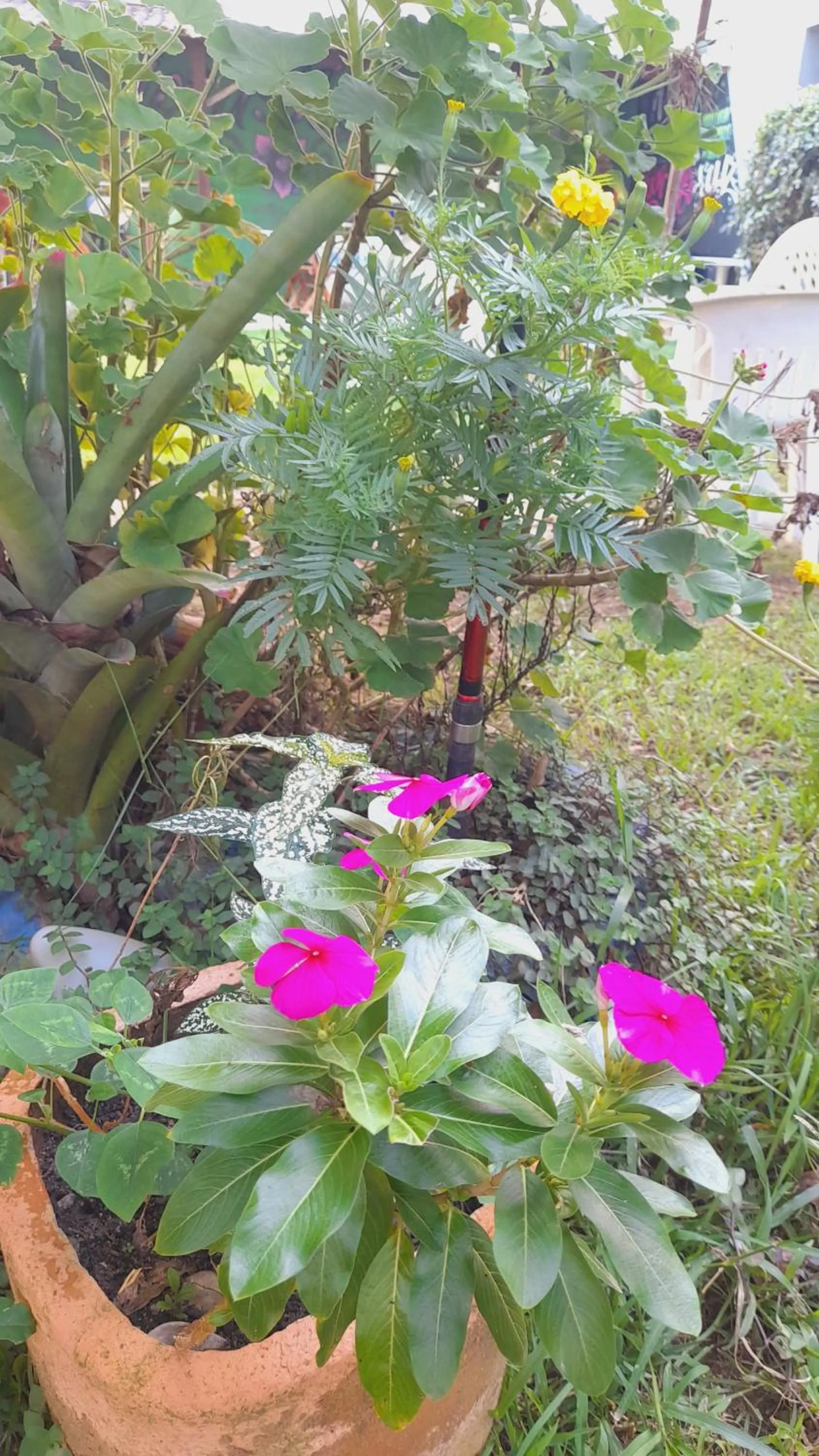 Garden in Pousada Flora Búzios