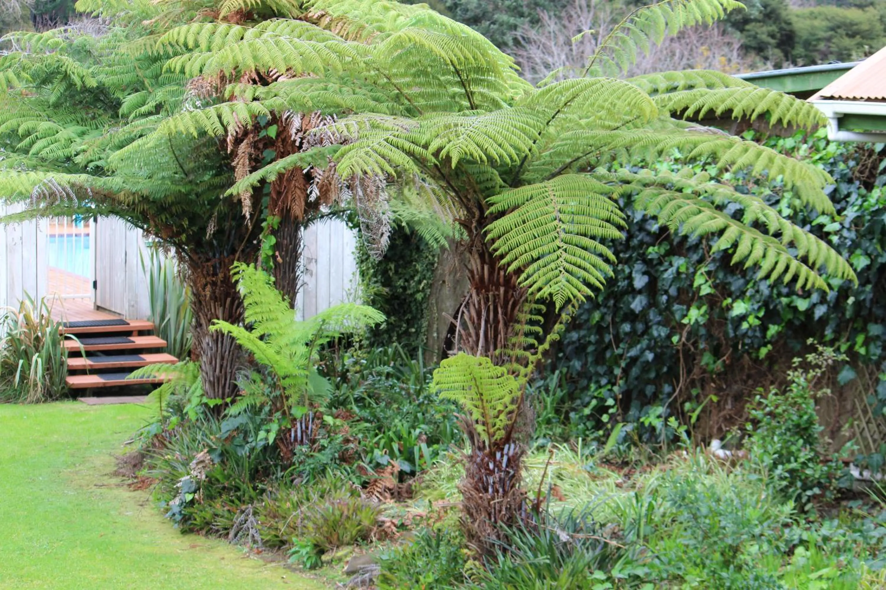 Garden in Coromandel Cottages