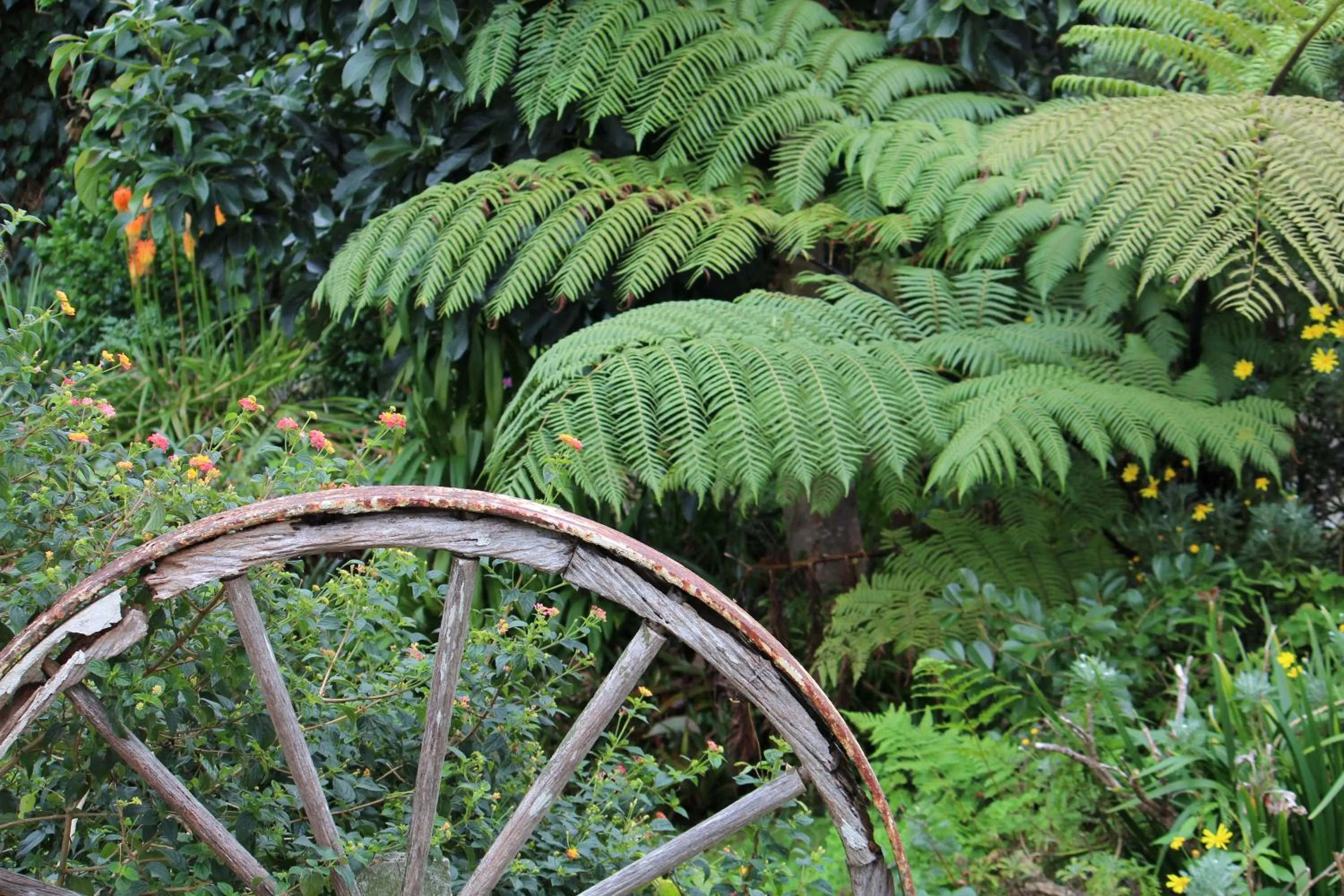 Garden in Coromandel Cottages