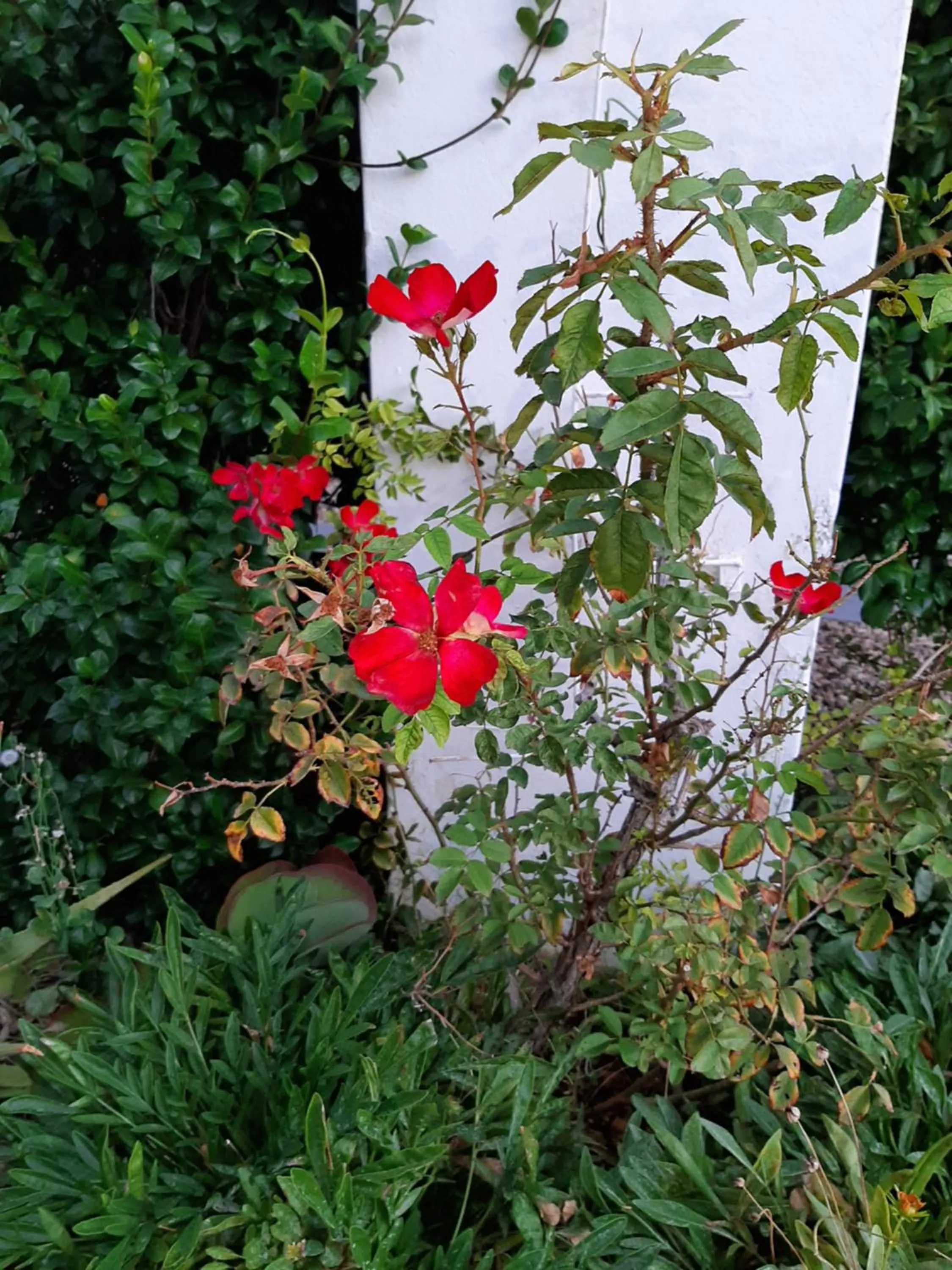 Garden in Adley House