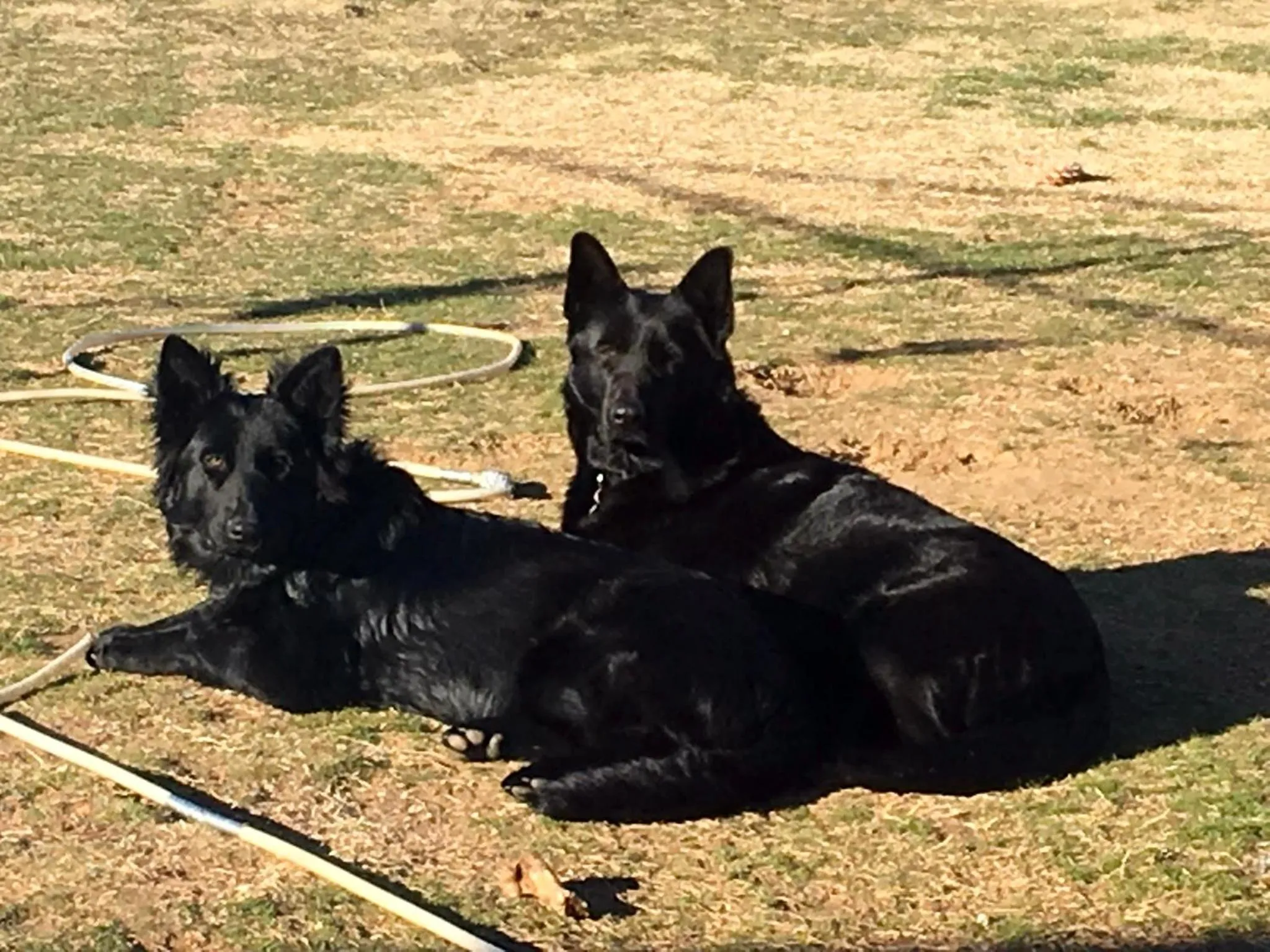 ALPINE COUNTRY MOTEL plus FREE COFFEE