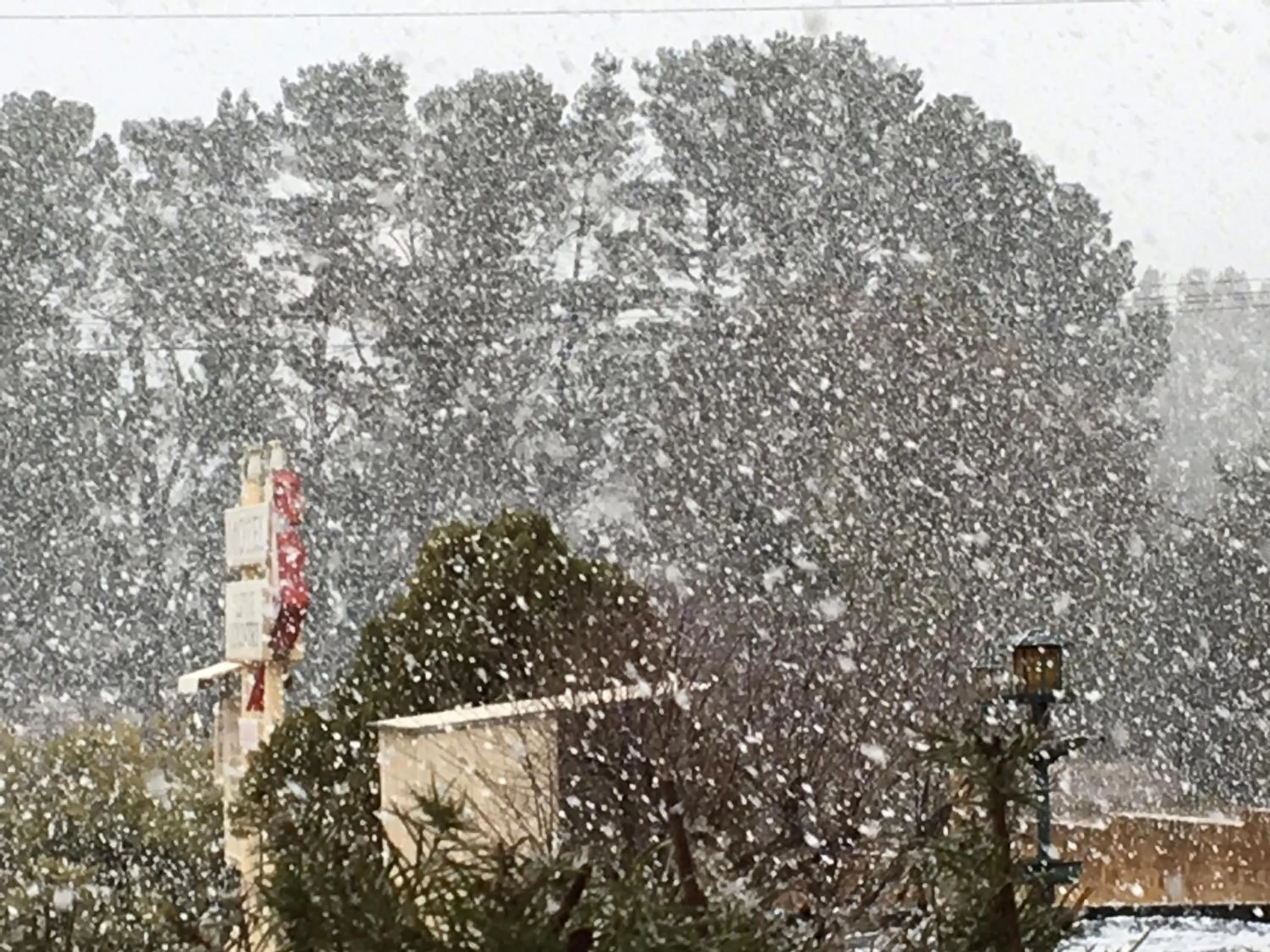 Garden in ALPINE COUNTRY MOTEL plus FREE COFFEE