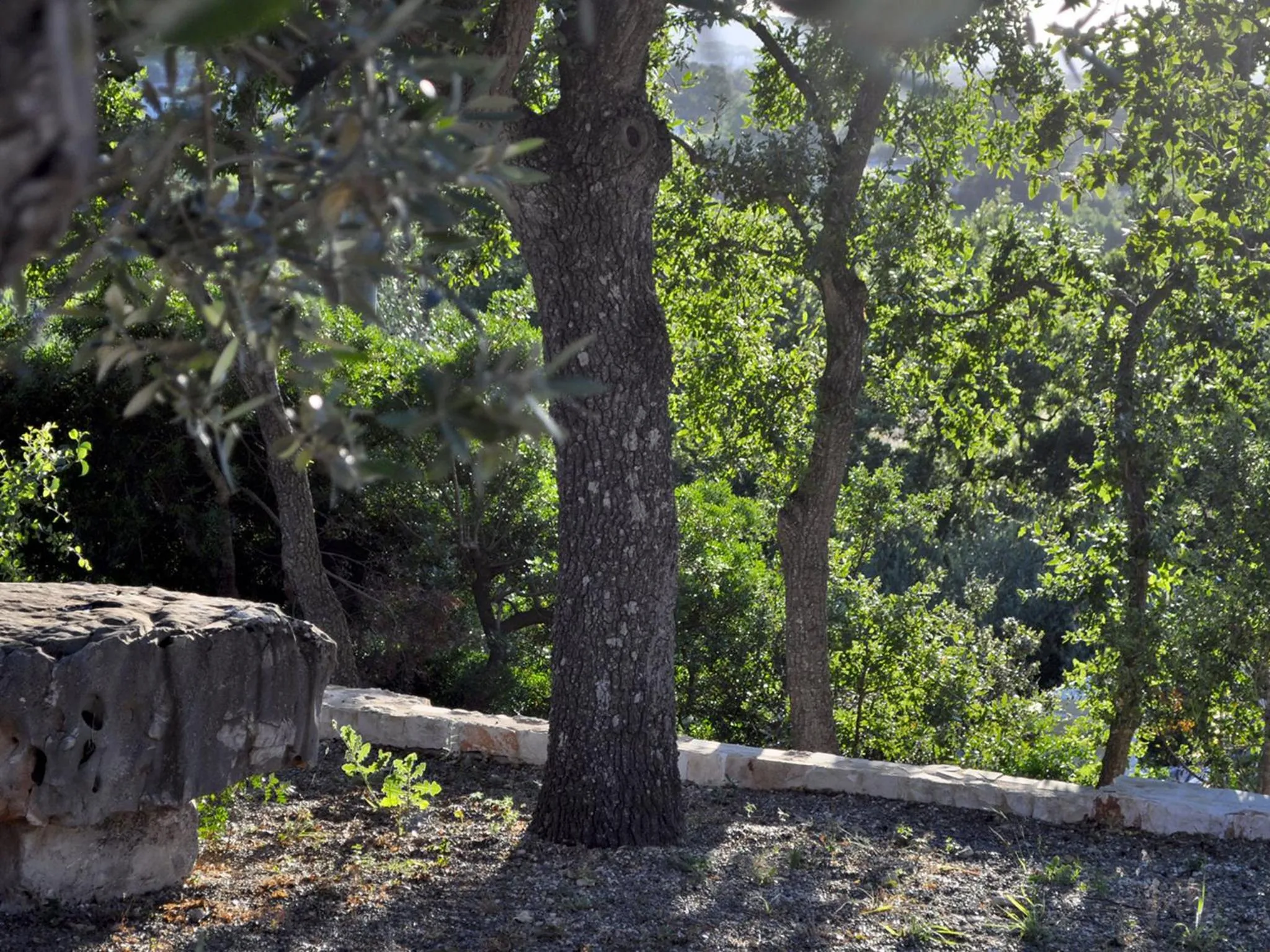 Garden in B&B Lamie Di Olimpia