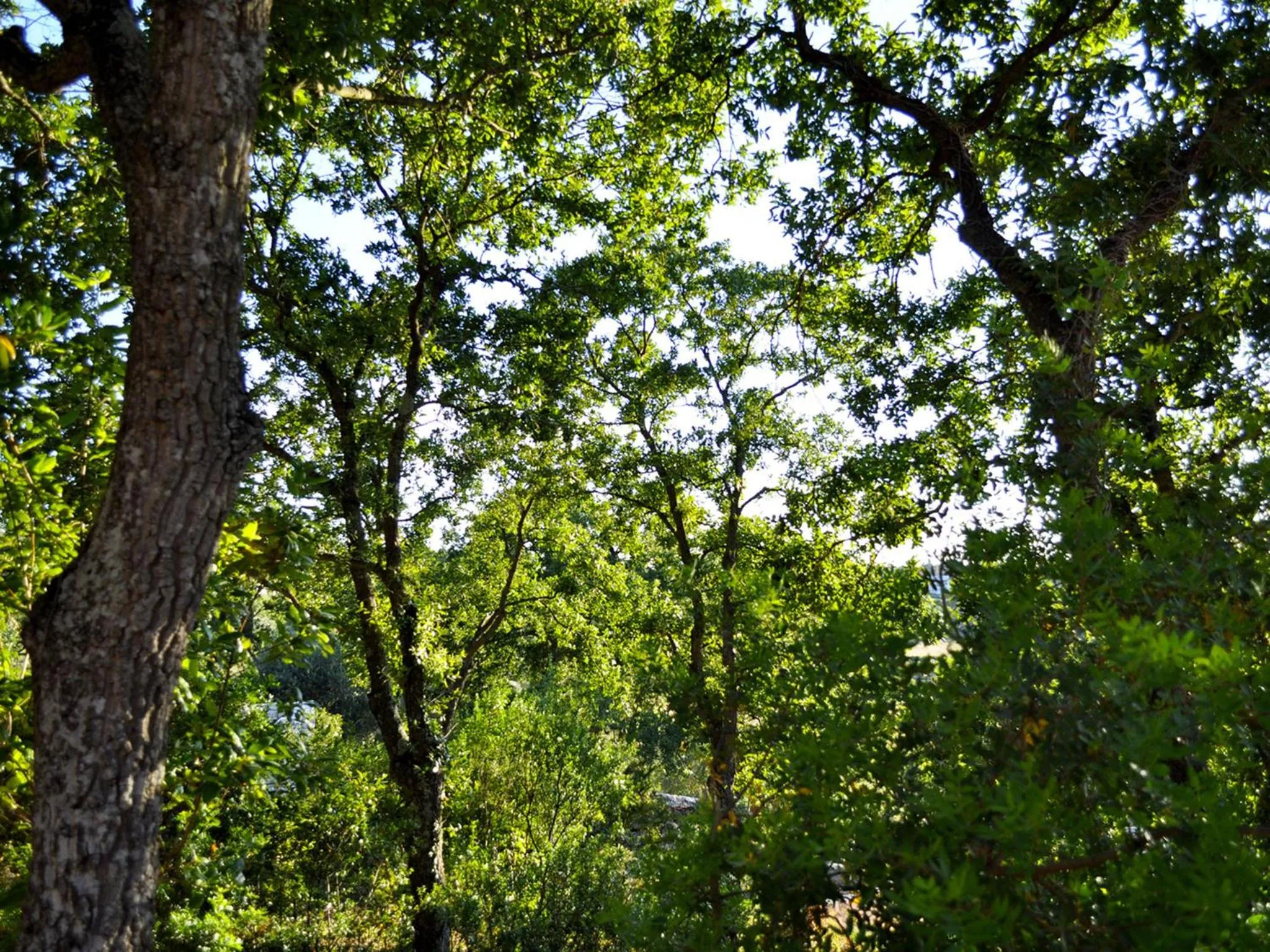 Garden in B&B Lamie Di Olimpia