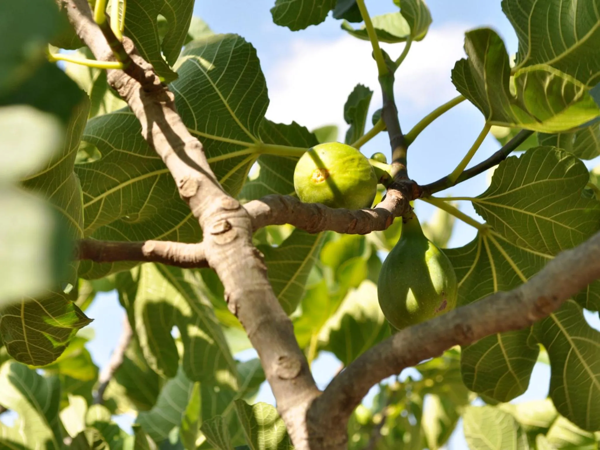 Garden in B&B Lamie Di Olimpia