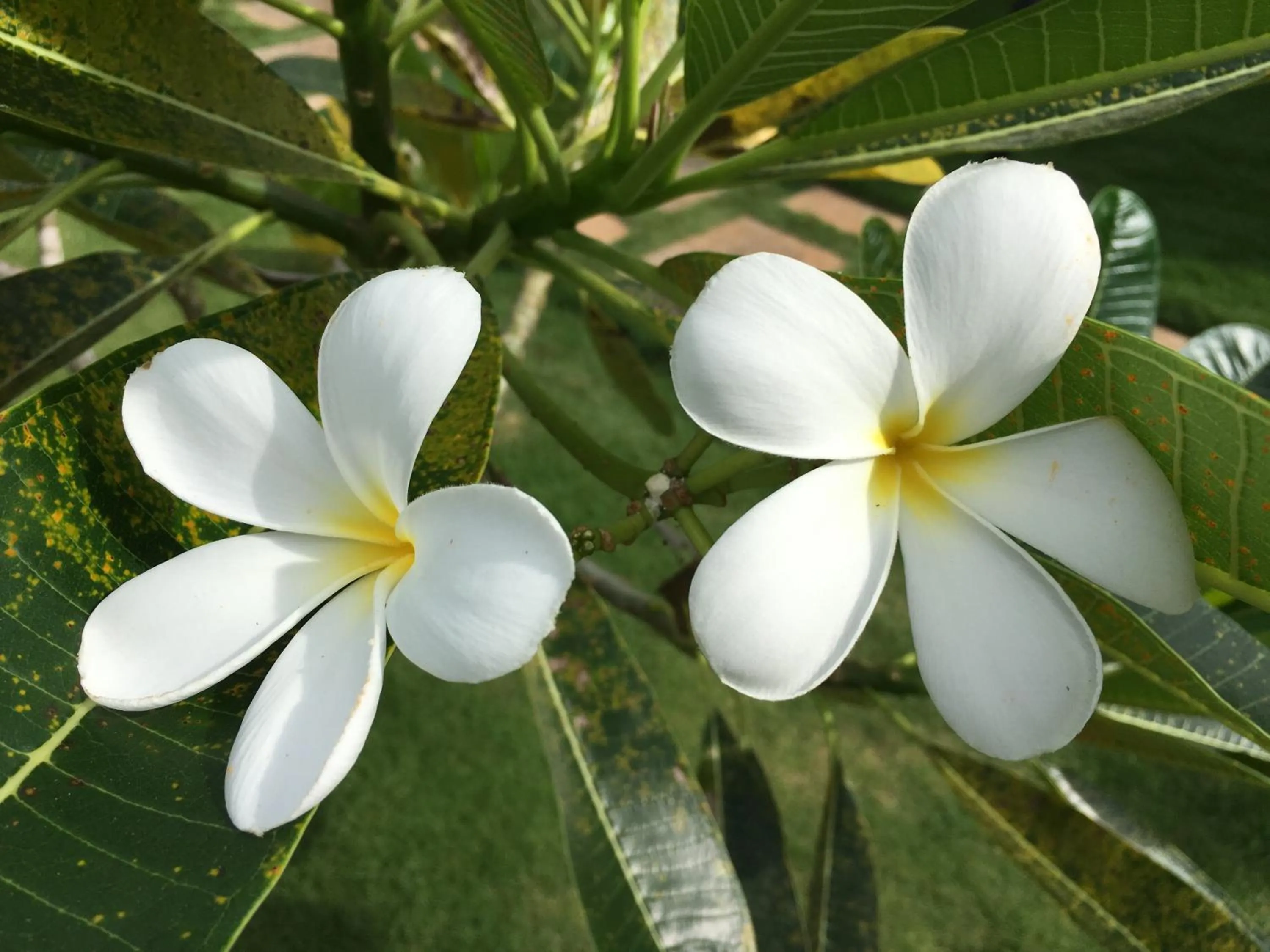 Garden in Alona Royal Palm Resort